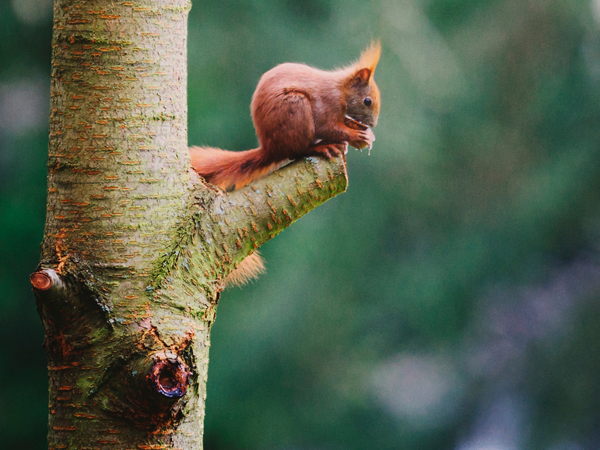 Eurasian red squirrel