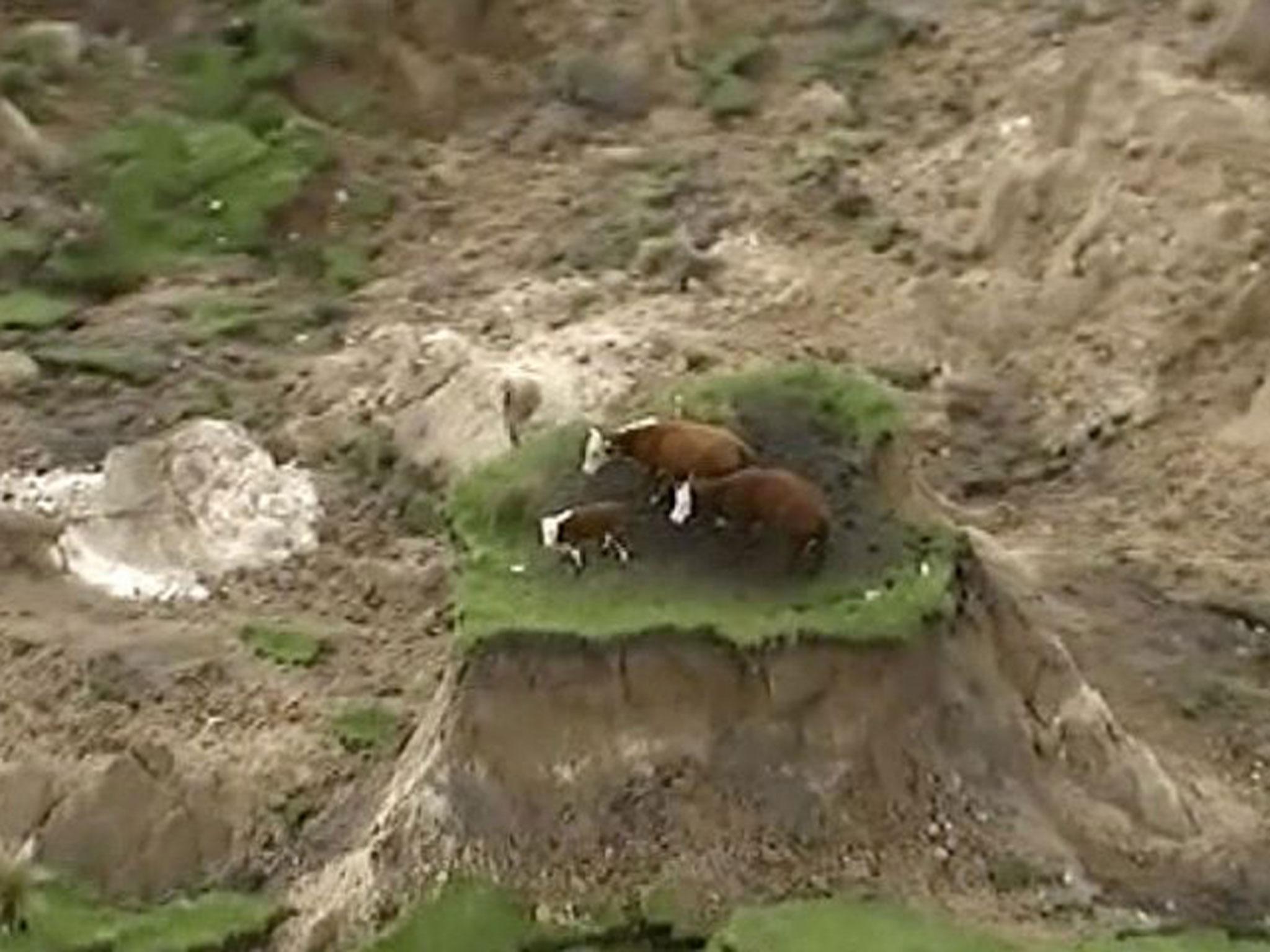 Three cows are stranded on an island of grass in a paddock that had been ripped apart following an earthquake near Kaikoura, New Zealand