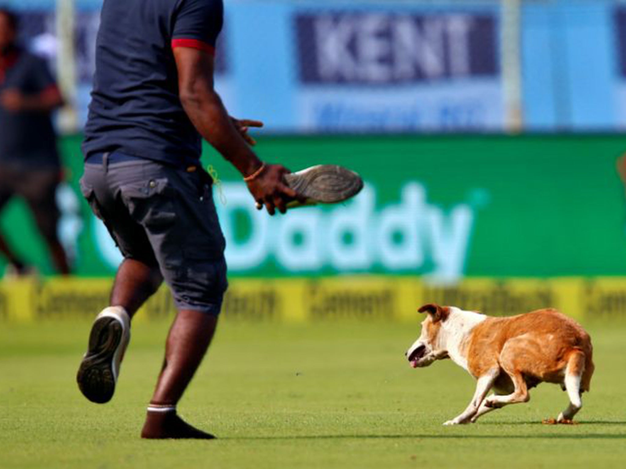 A steward attempts to throw his shoe at a dog which had invaded the outfield (Danish Siddiqui)