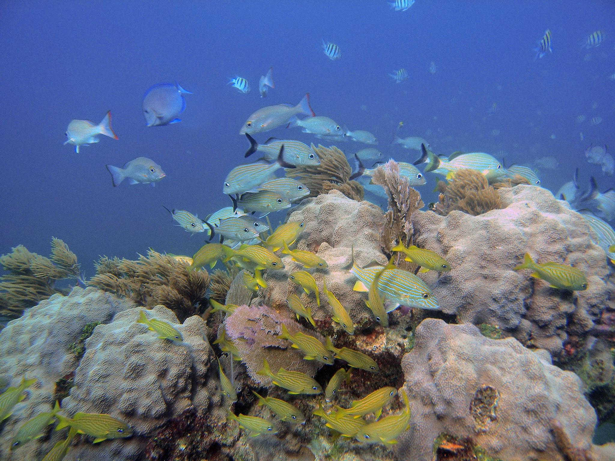 Orbicella, a reef-building coral, may be able to survive future climate change