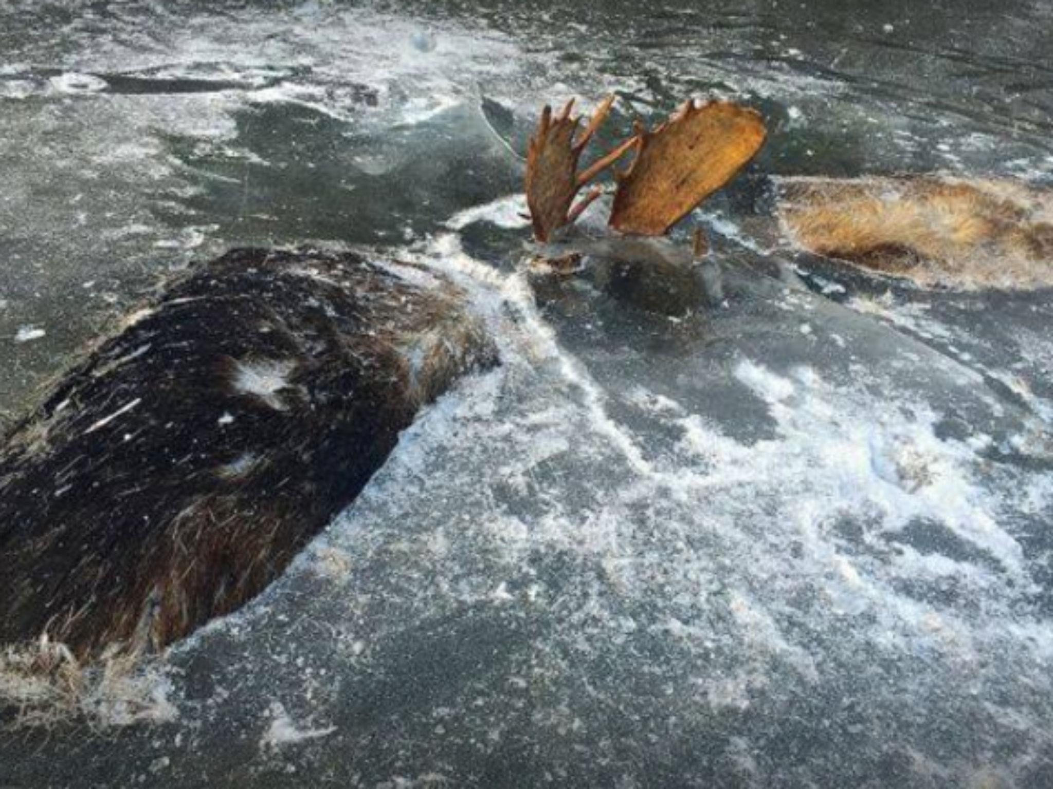 The heads were retrieved as 'unique wall-hangings' and the carcasses were left