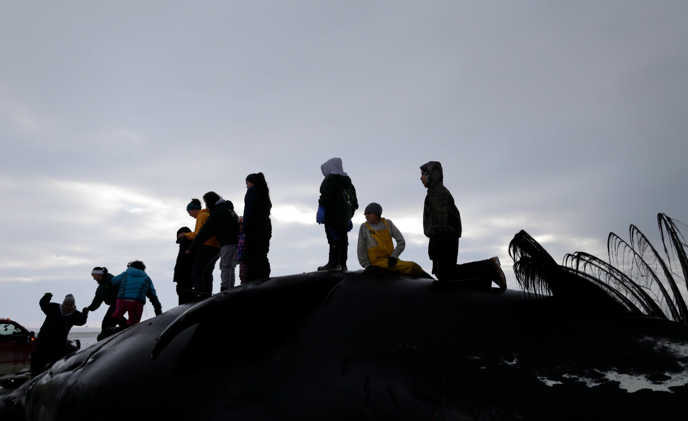 In this Oct. 7, 2014, photo, family members and friends of the Anagi whaling crew celebrate the capture of a bowhead whale after it was brought ashore near Barrow, Alaska.