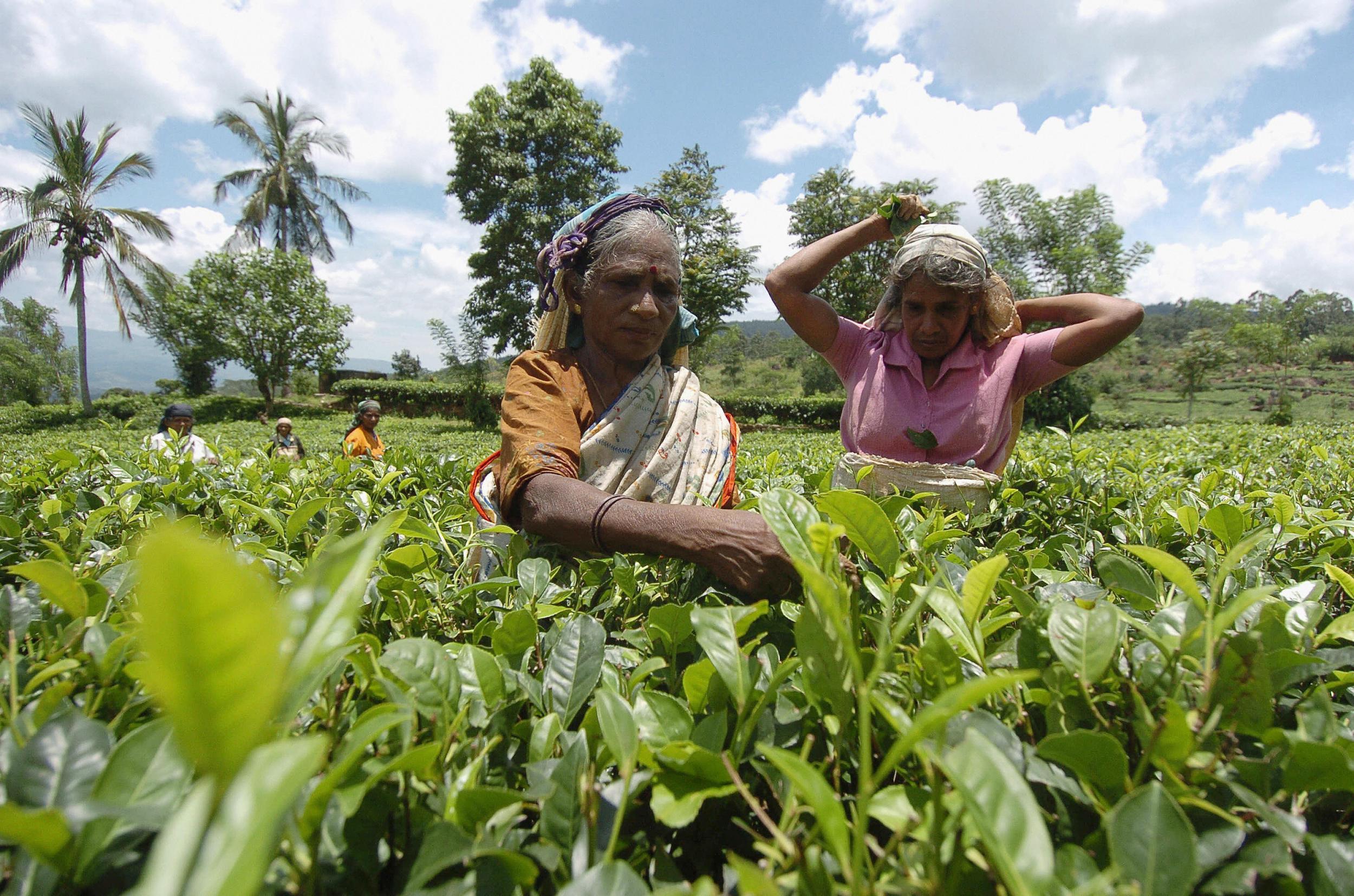 Sri Lanka is famed for its teas and plantations carpet the hill country round Kandy