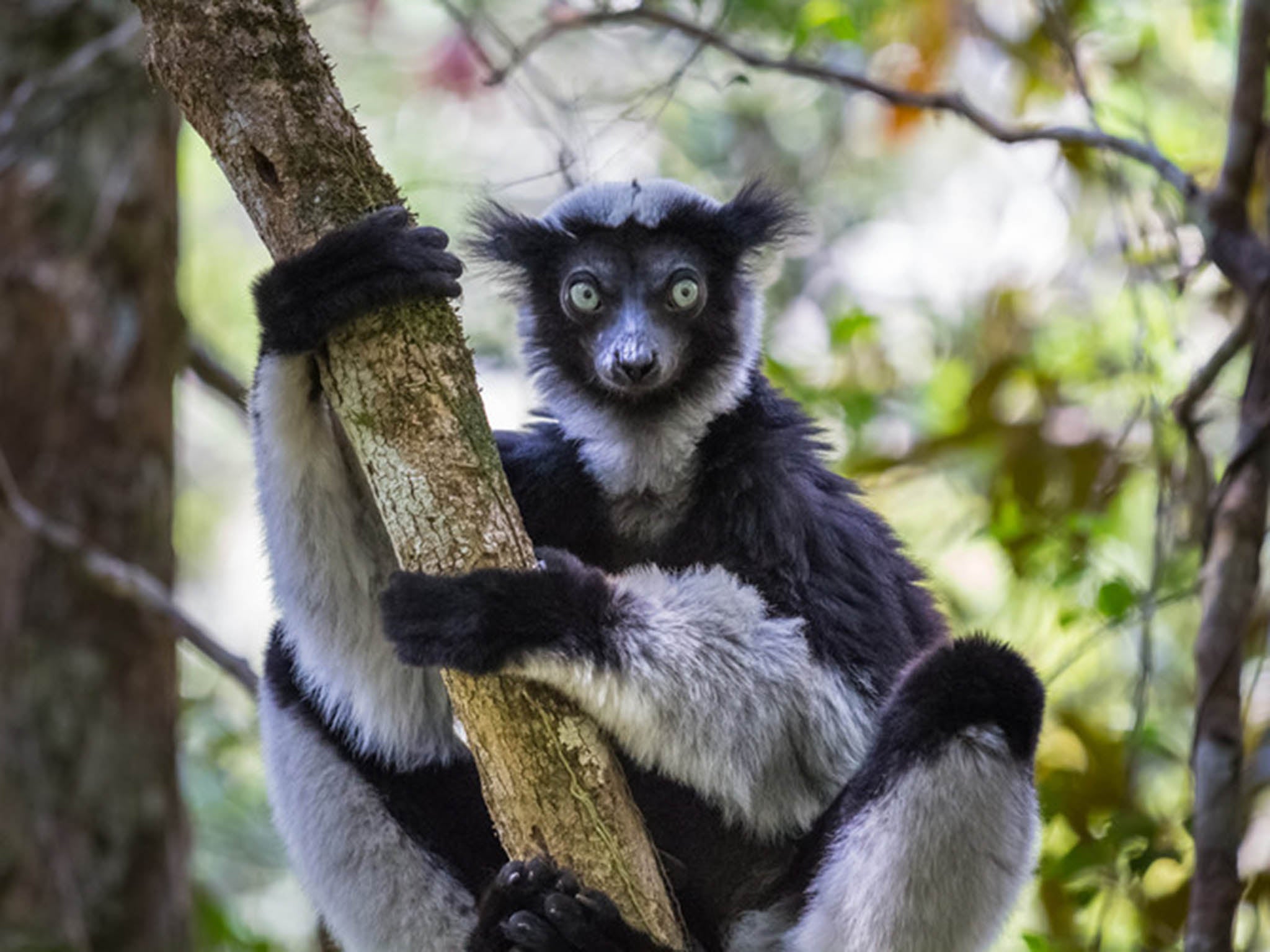 These forests are the only home of the indri, a large and critically endangered lemur