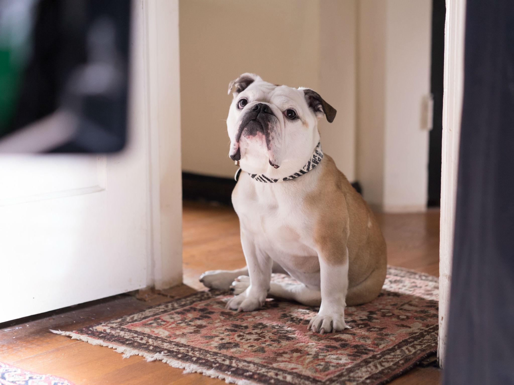 &#13;
When Paterson goes home after driving his bus and writing poetry, he takes his wife's dog, Marvin, for a walk&#13;