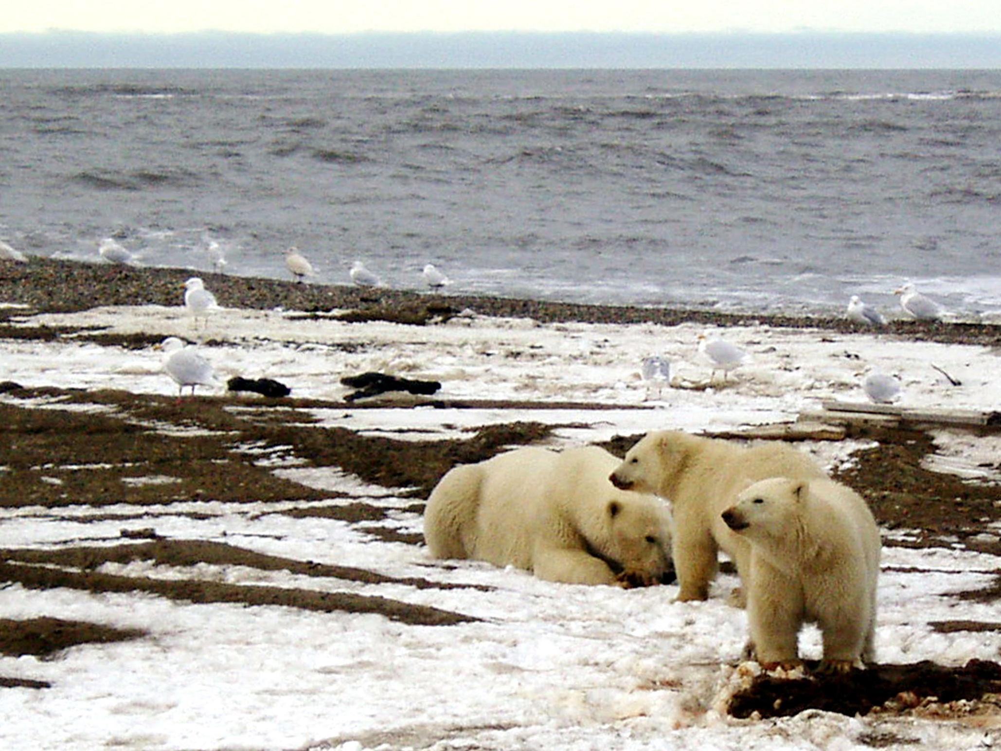 A polar bear sow and two cubs are seen on the Beaufort Sea coast within the 1002 Area of the Arctic National Wildlife Refuge in this undated handout photo provided by the U.S. Fish and Wildlife Service Alaska Image Library on December 21, 2005