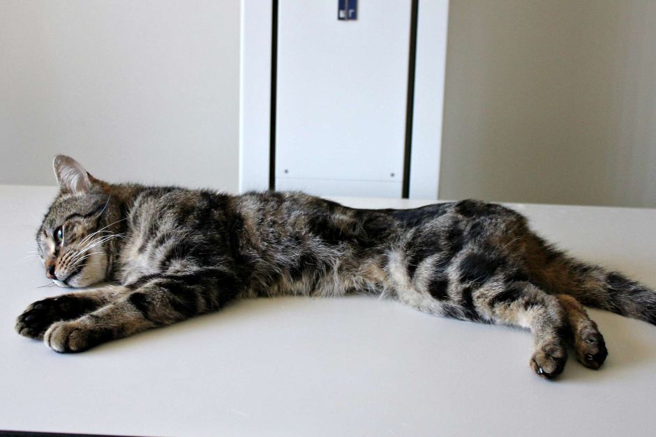 The surviving cat, Trooper, was emaciated