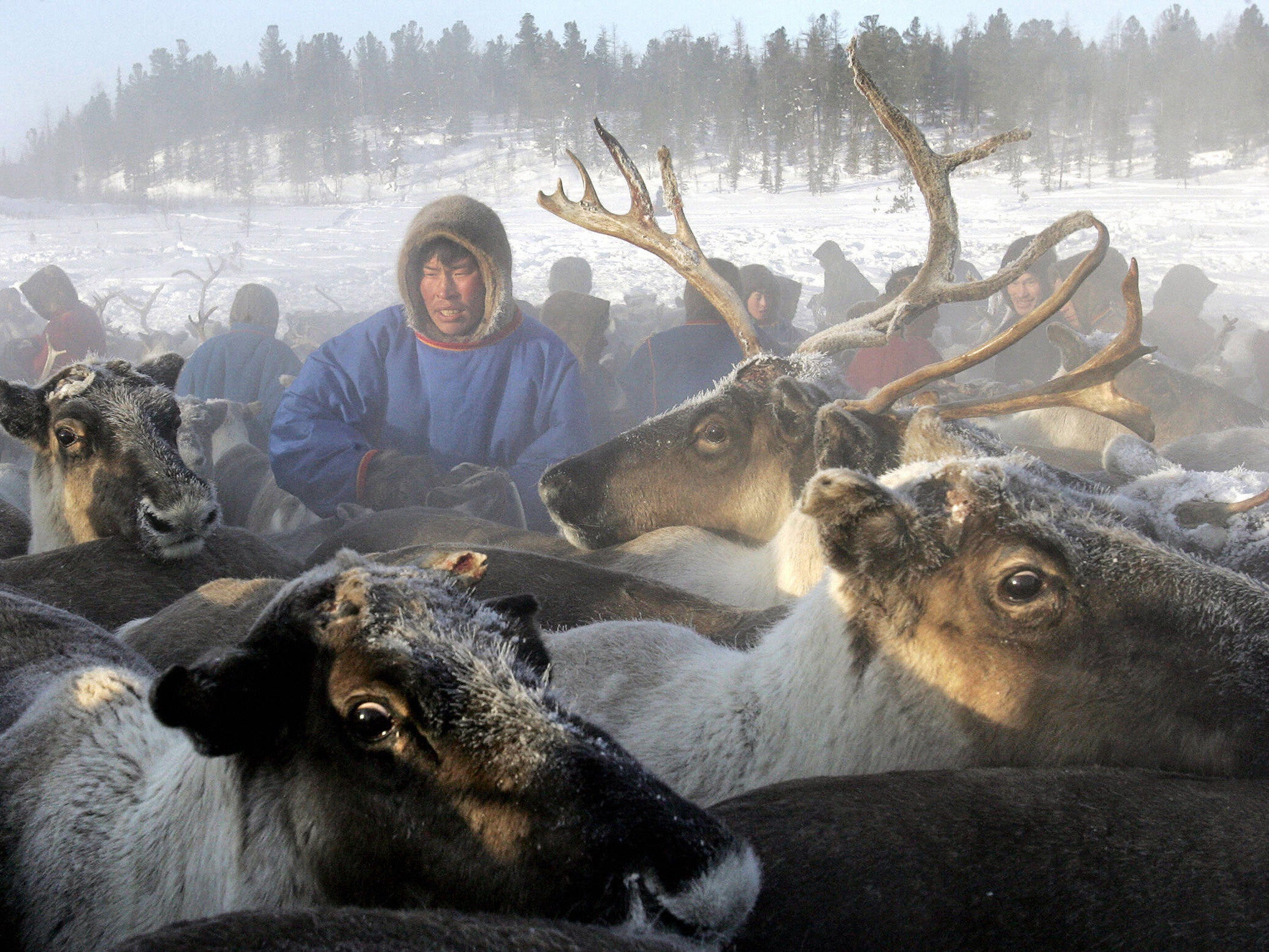 The Arctic tundra has turned against the animals, as the area warms at a faster rate than the rest of the globe