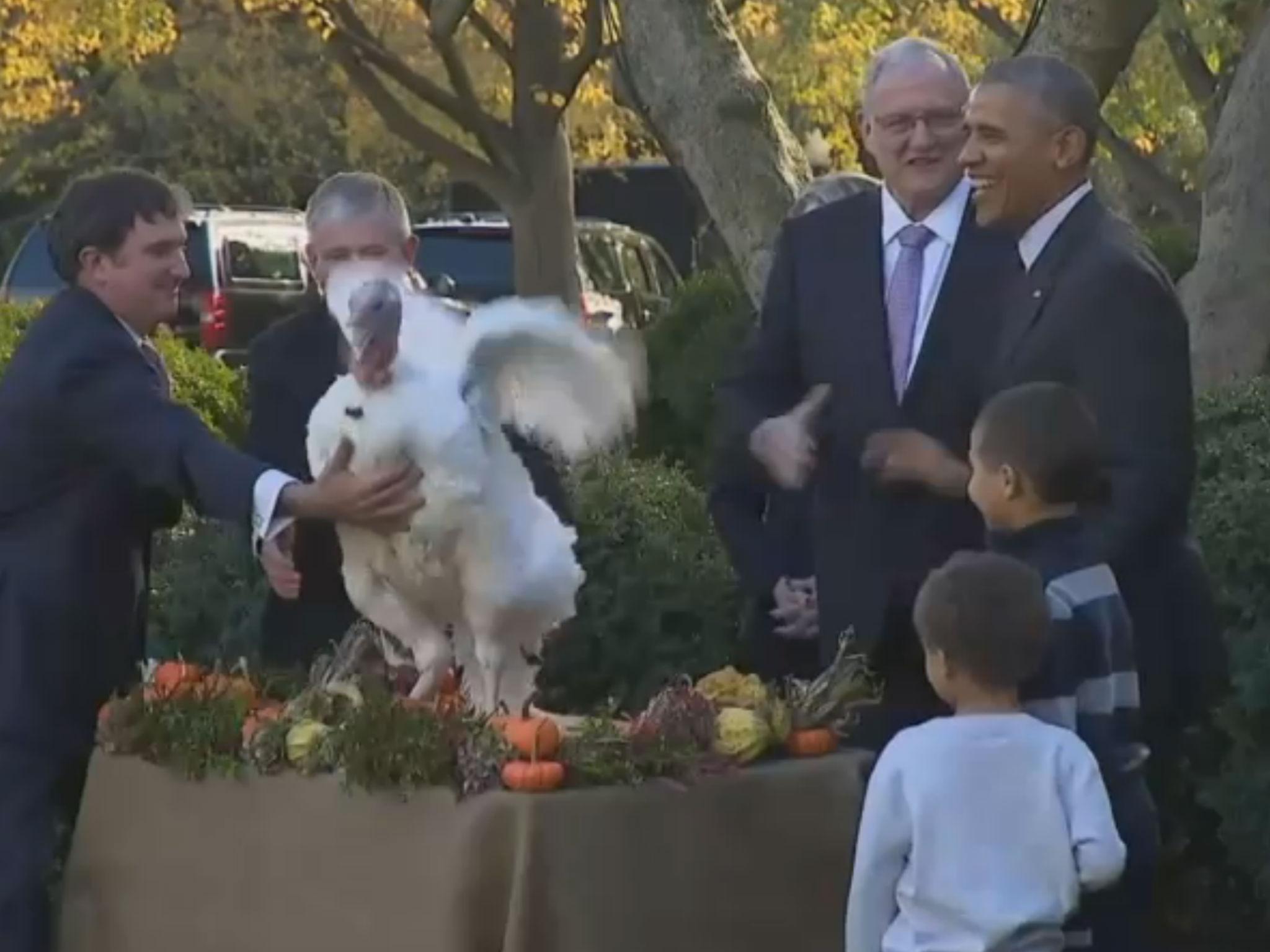 The president cracks jokes as Tater the turkey flaps his wings for freedom