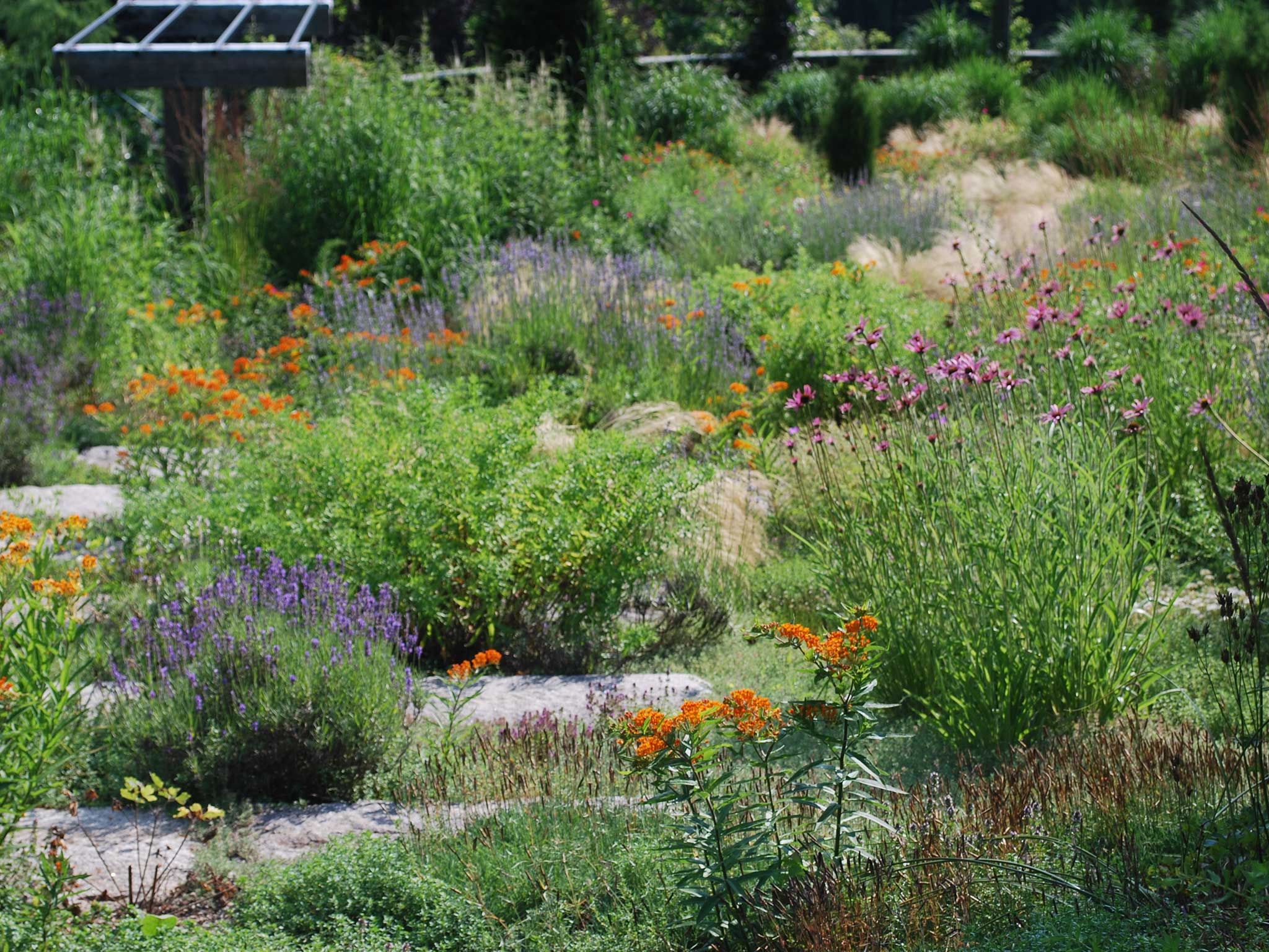 In the gravel garden at Chanticleer in Wayne, Philadelphia, June brings coneflowers, lavender and milkweed