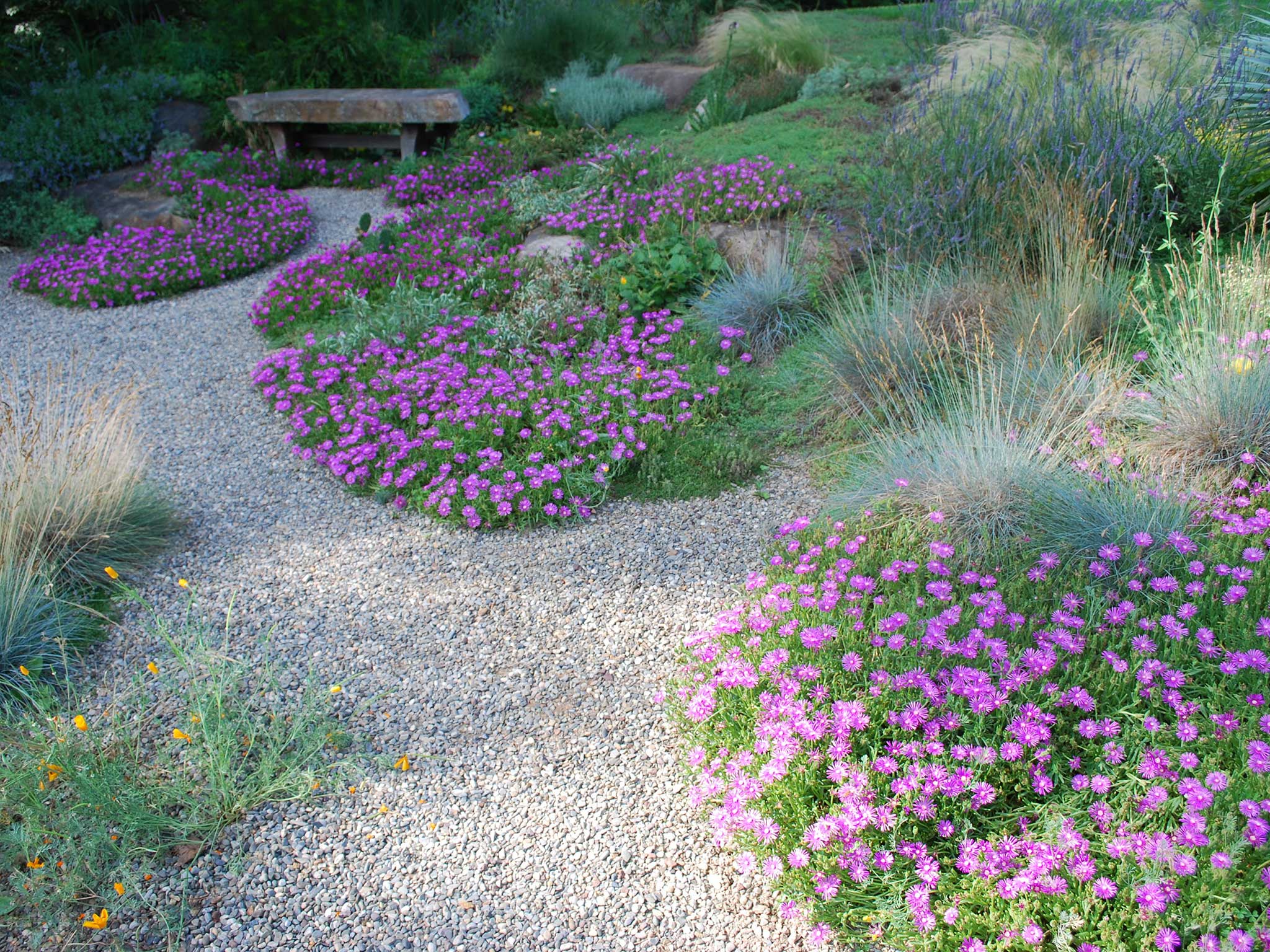 Ice plant spills forth