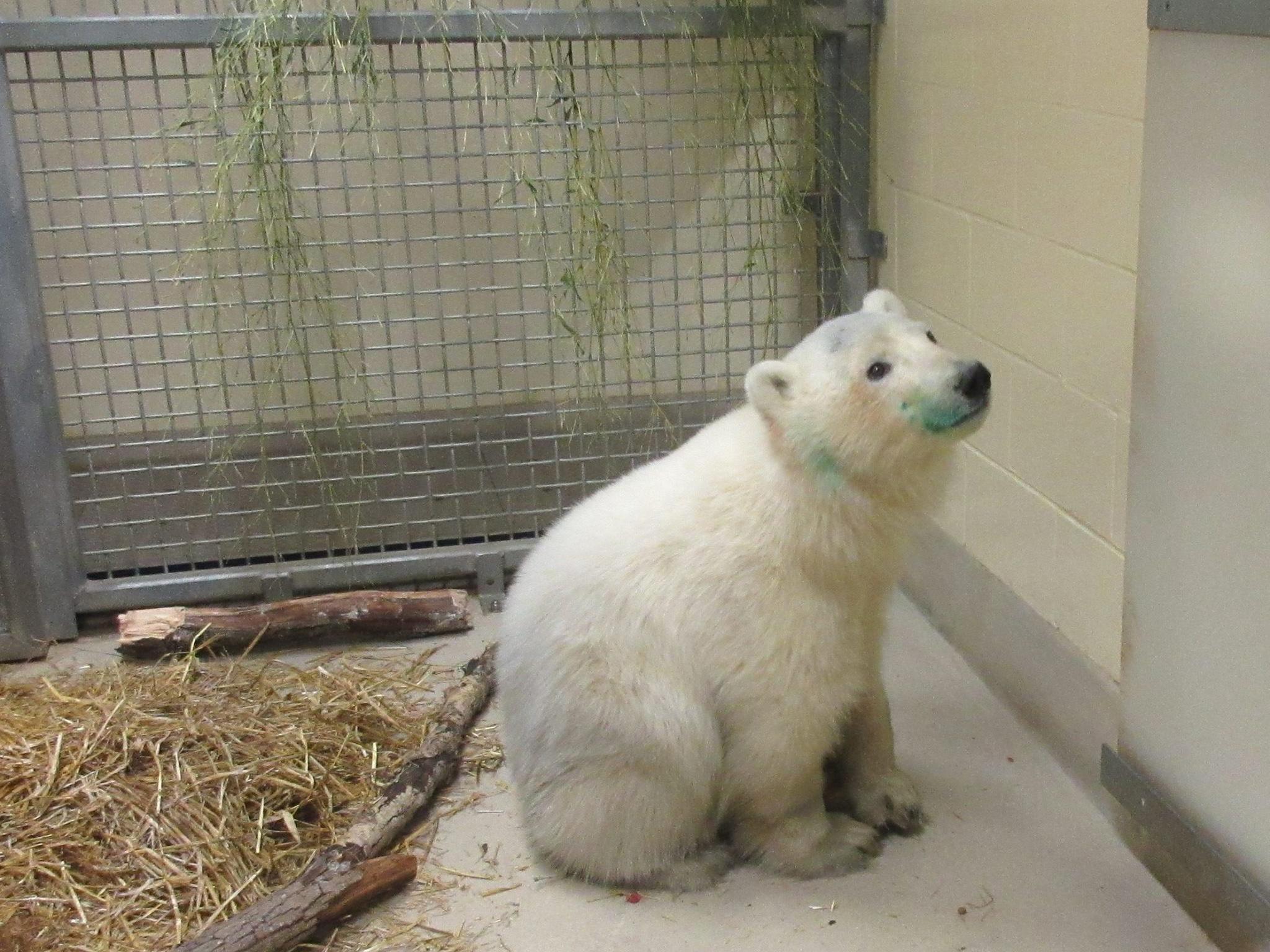 Cubs need to stay with their mothers for their at least one winter to learn how to hunt