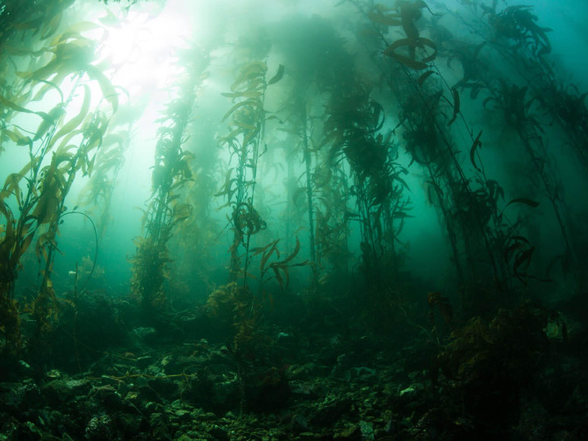 &#13;
Algae can grow as single-formed lifeforms, but also as multicellular ones that look far more like plants &#13;