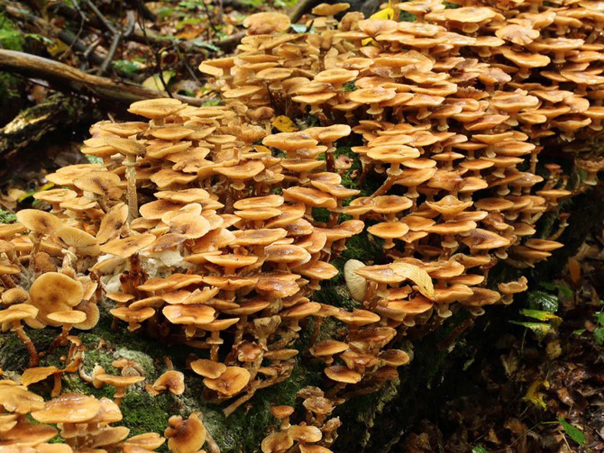 &#13;
The Armillaria honey fungus is able to cover up to nine square kilometres of forest and live up to 2,400 years &#13;