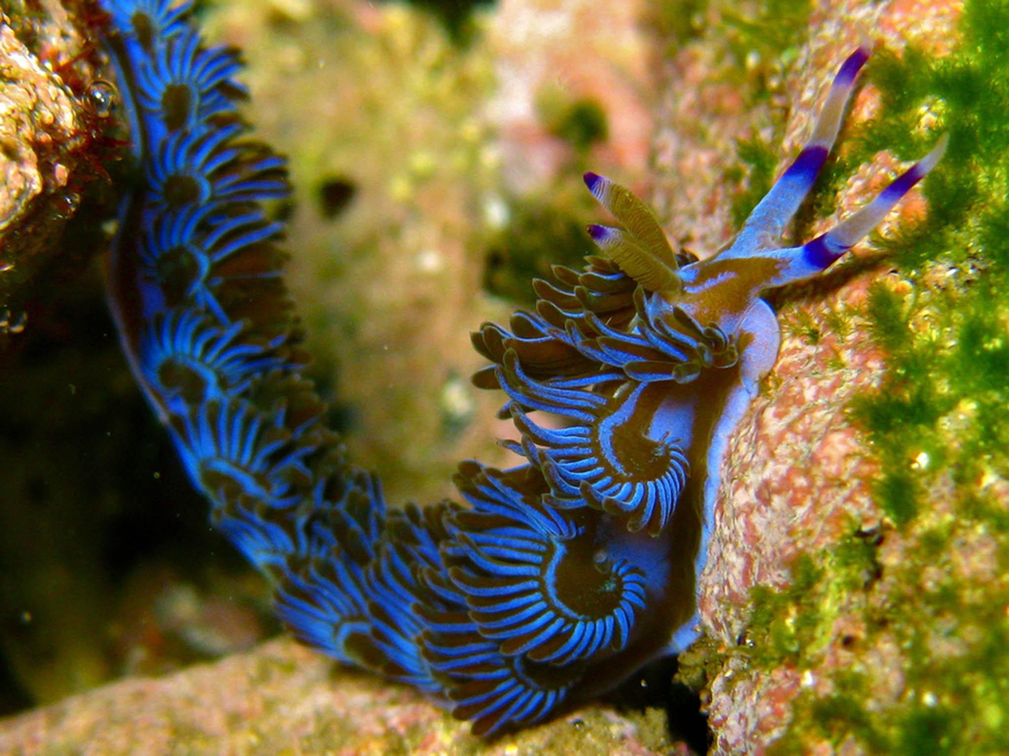 The spectacular looking sea slug Elysia chlorotica has been described in the past as ‘a leaf that crawls’