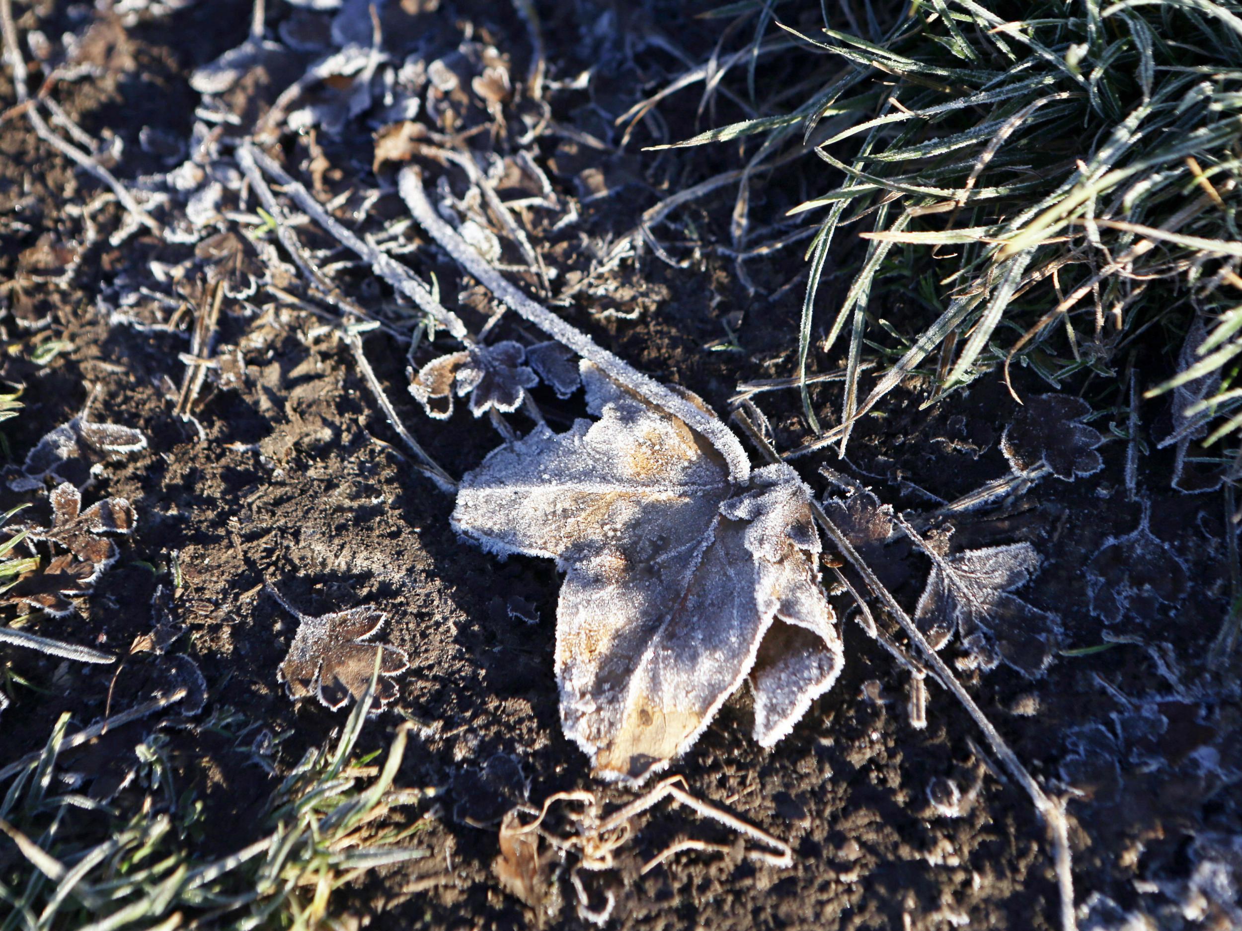 A frosty leaf in a field in Hampshire on Tuesday morning