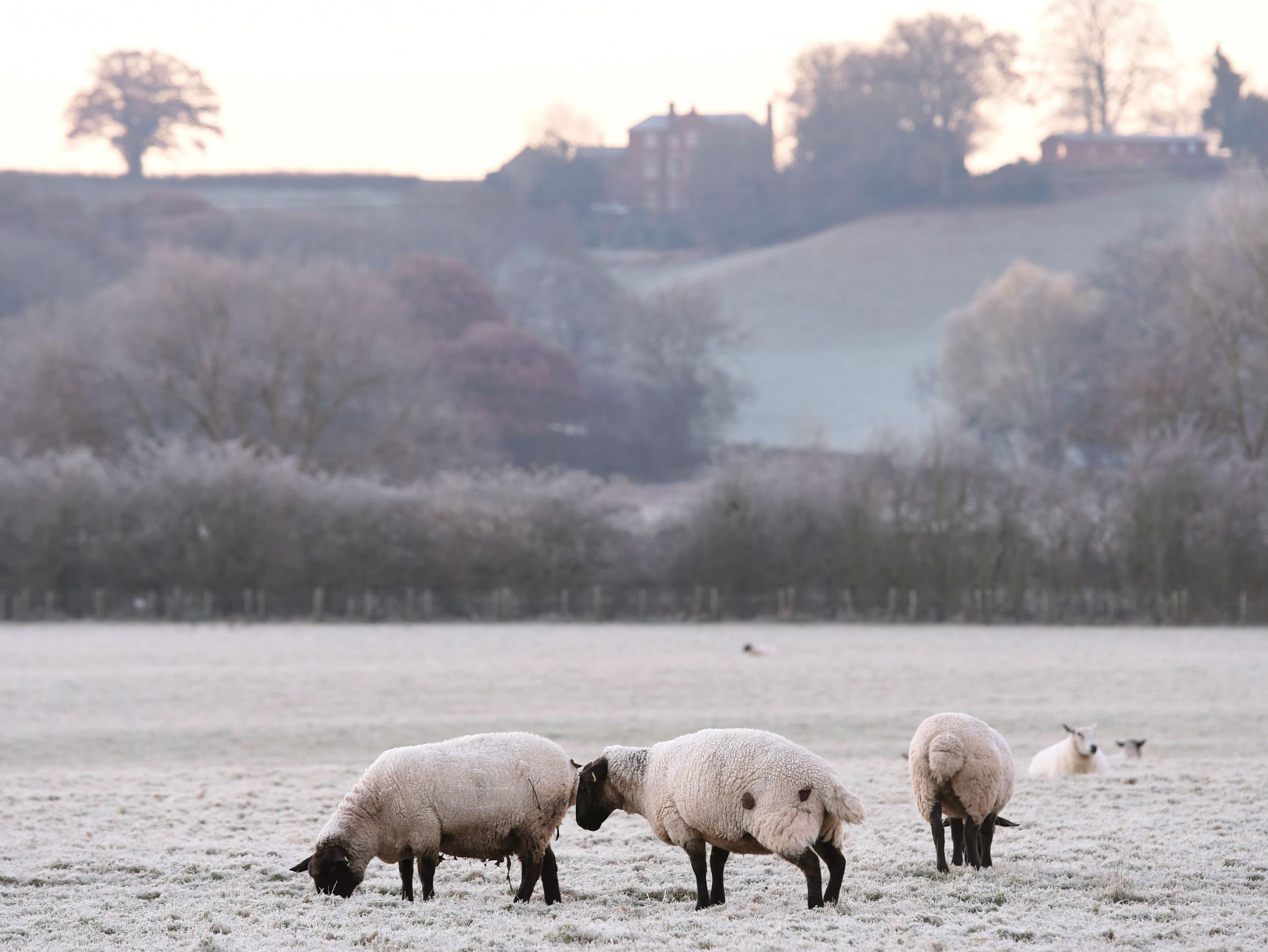 Sheep graze in a frosty field in Worcestershire on Tuesday morning after one of England's coldest nights of the autumn so far this year