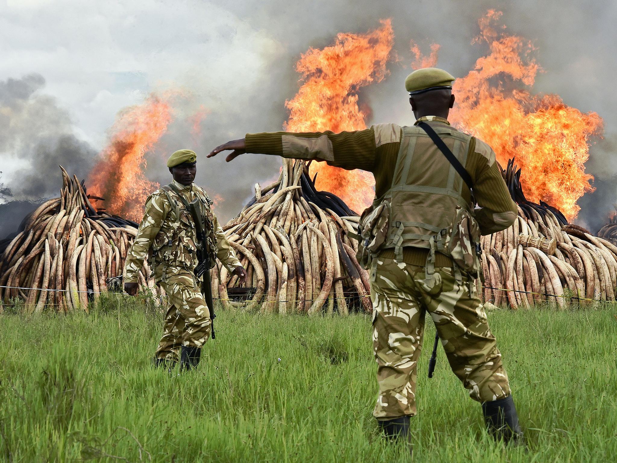 Kenyan rangers stand guard around the controlled burning of illegal ivory during the ‘world’s biggest’ ivory bonfire Getty