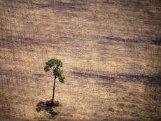 Amazon rainforest no longer ‘carbon sink’ as it now emits more than it takes in