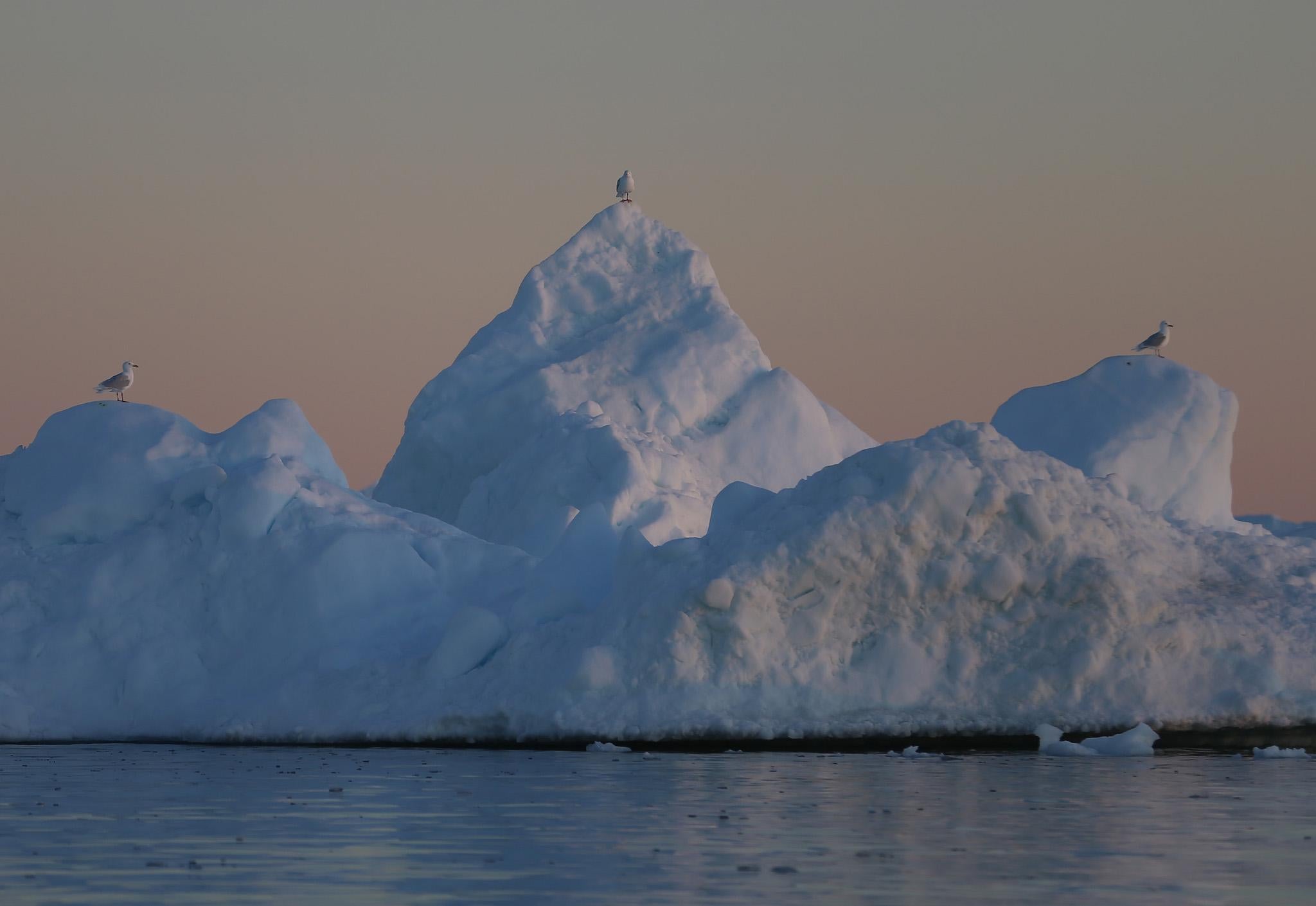 Seagulls sit on an iceberg on July 22, 2013 in Ilulissat, Greenland