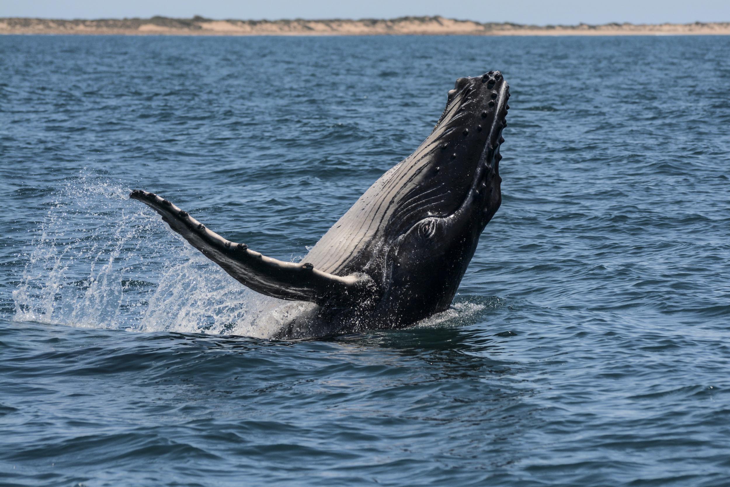 A breaching humpback