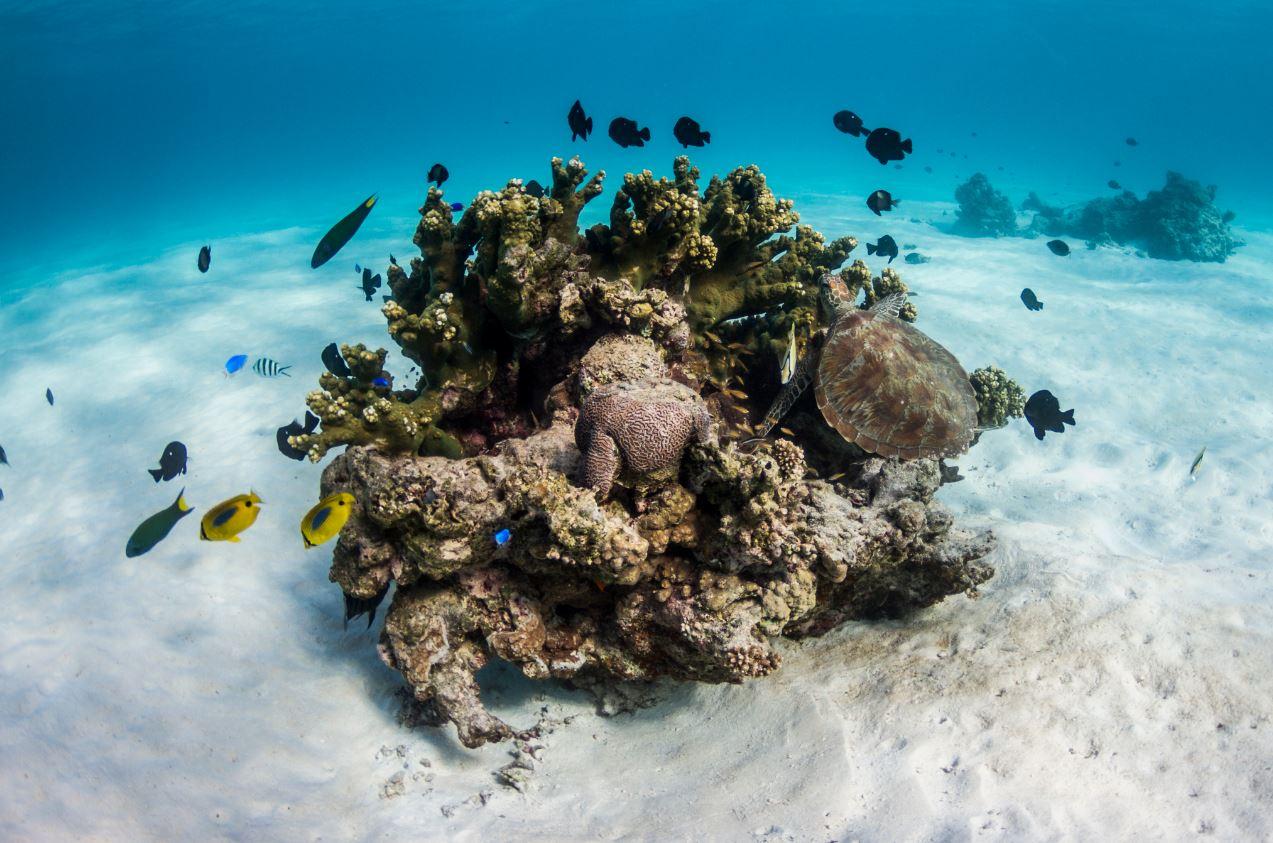 The reef is home to a variety of sealife