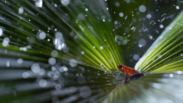 Only people with the right TVs will be able to see the actual colour of this frog