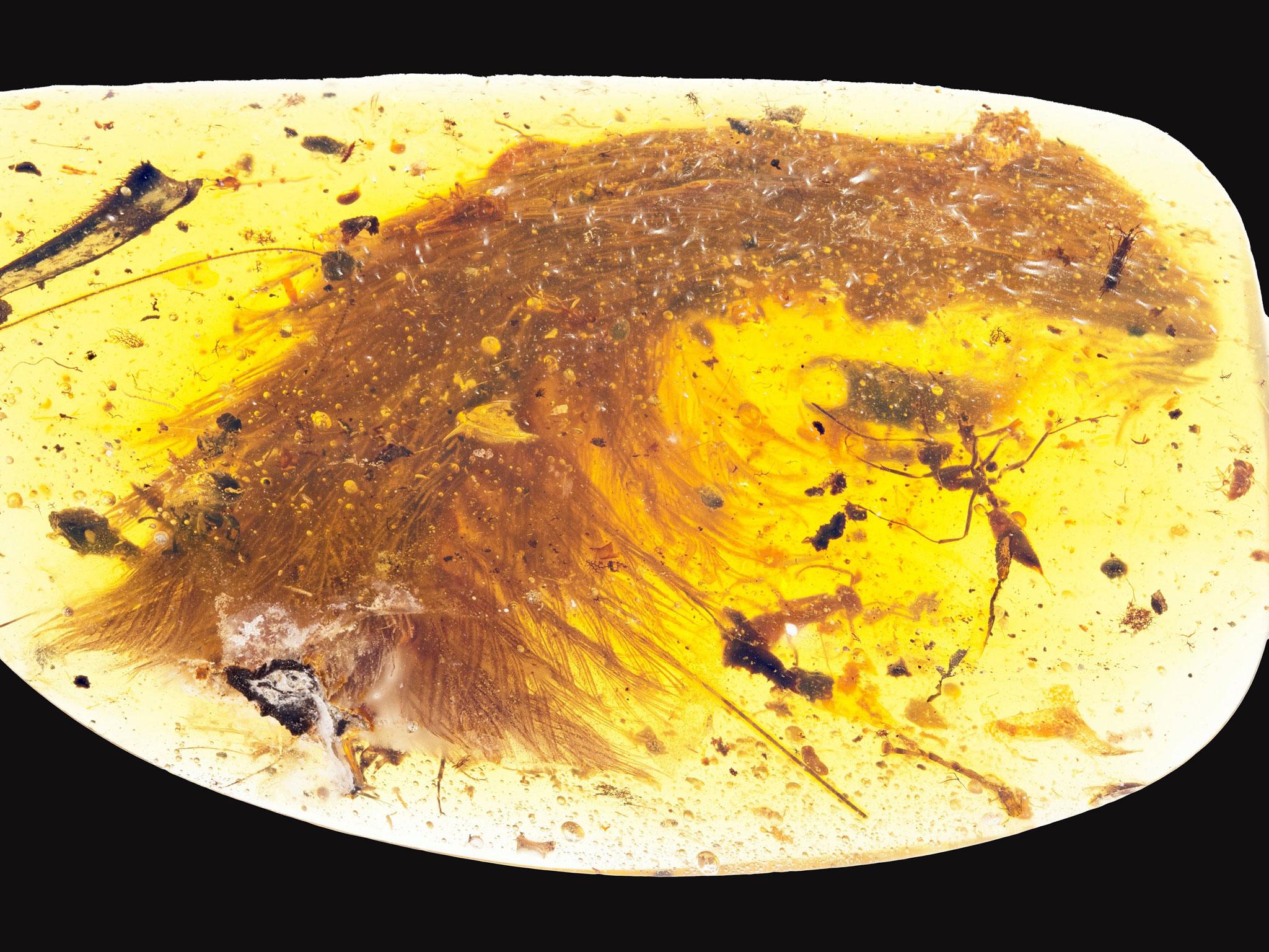 A chunk of amber - fossilized resin - spotted by a Chinese scientist in a market in Myitkyina