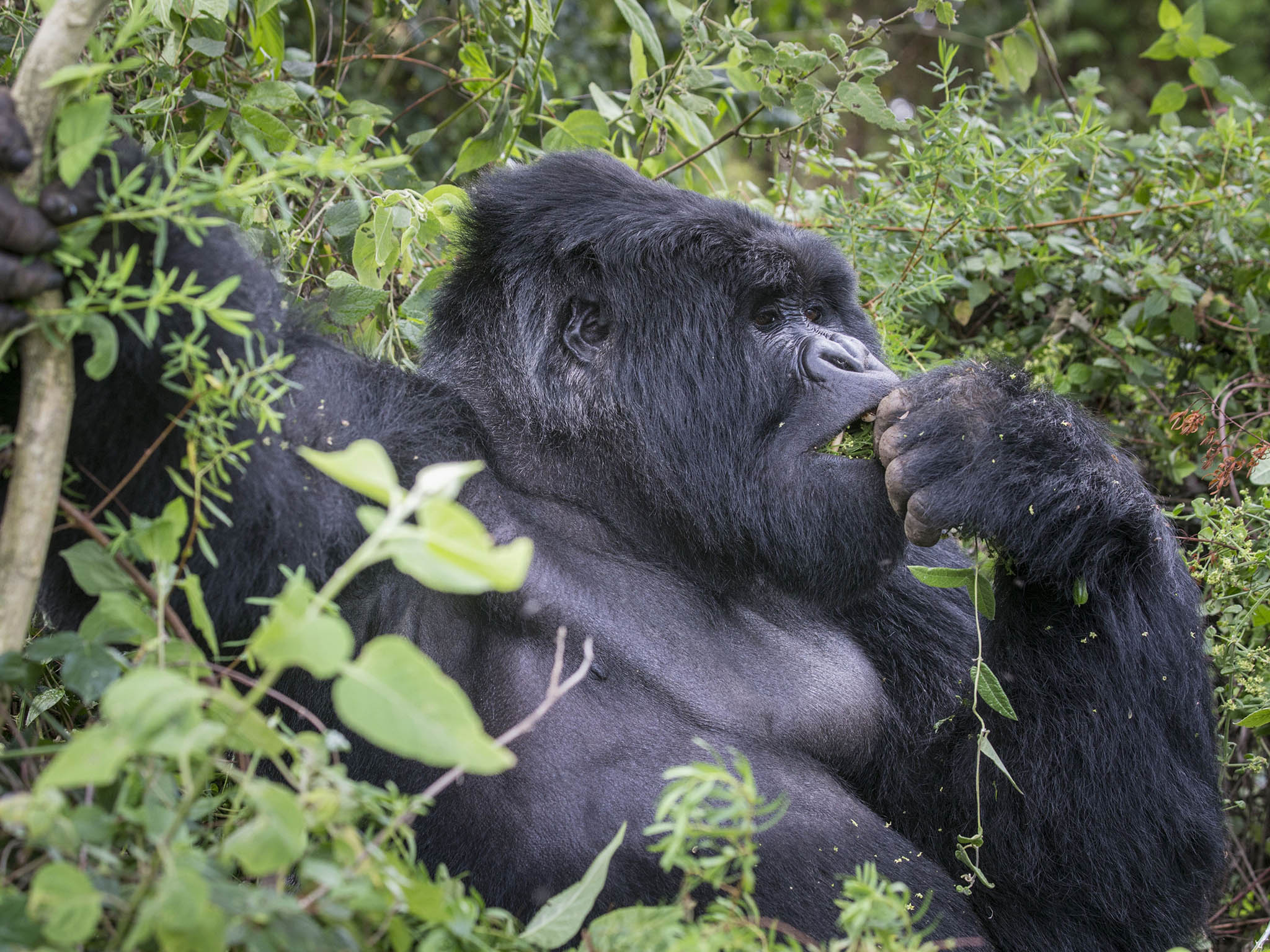 The mountain gorilla weighs up to an impressive 160kg