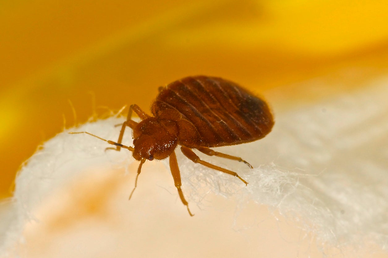 A bed bugs epidemic is sweeping the UK – this is why