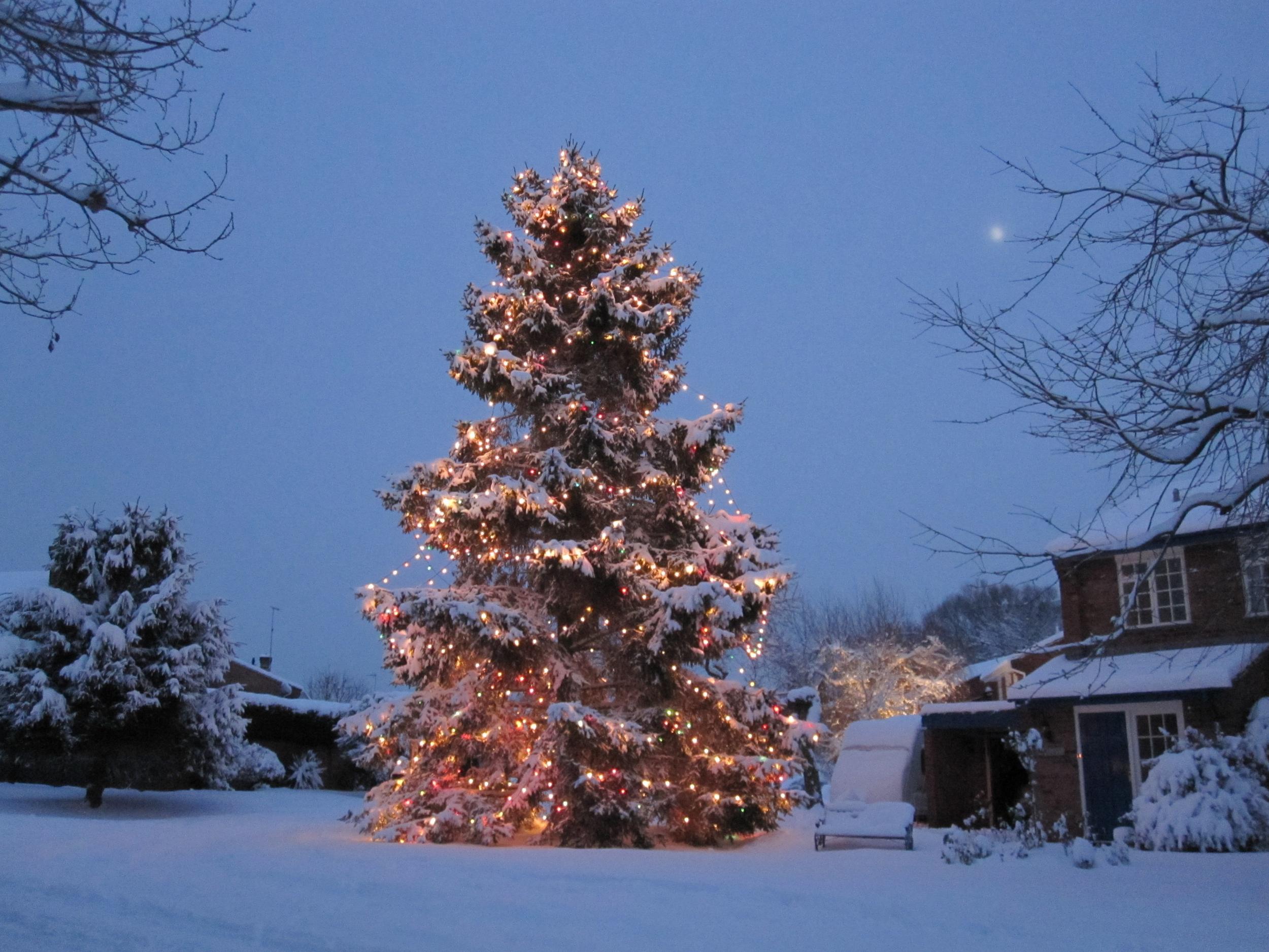 The tree now towers above the house in Inkberrow, Worcestershire