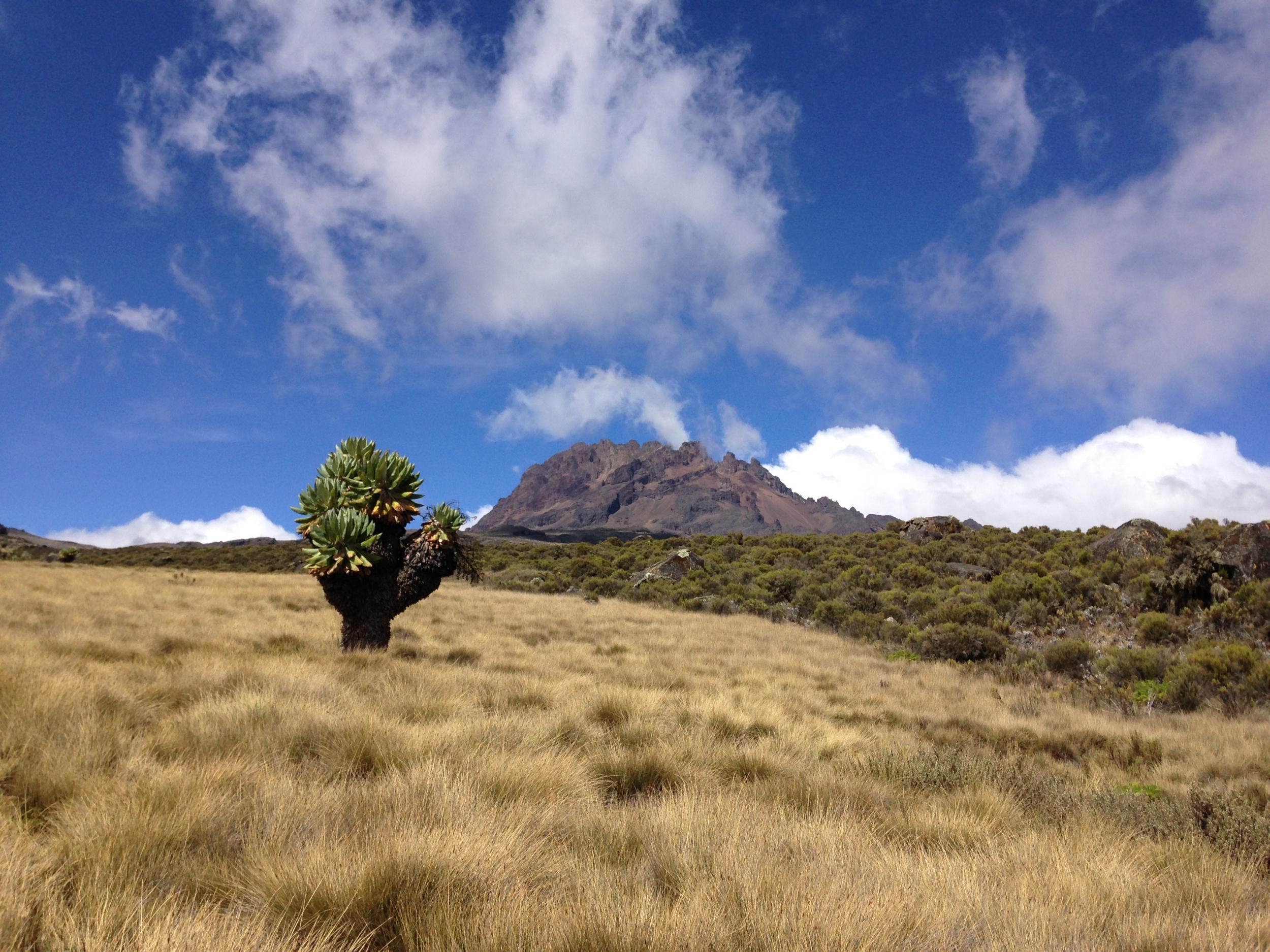 A giant groundsel