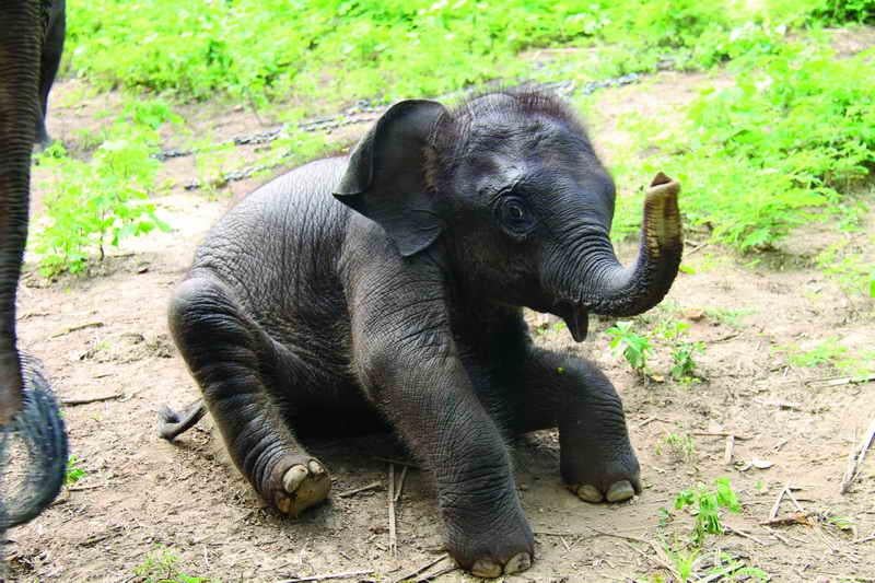 Elephant babies as well as adults are rehabilitated