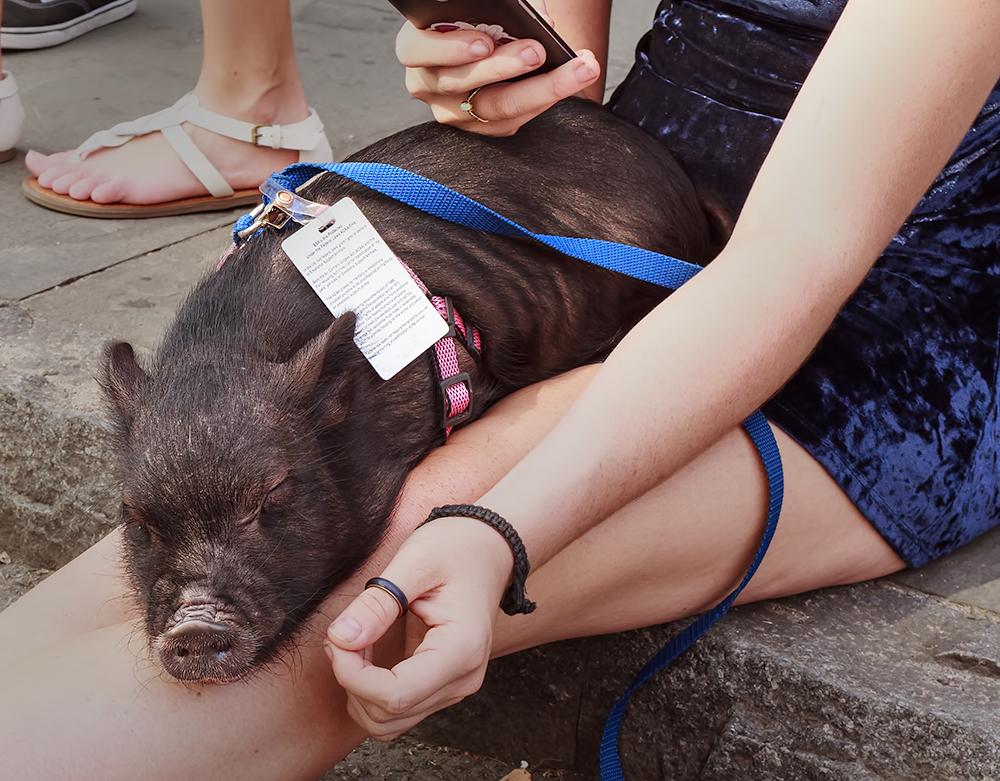 This emotional support pig is (as far as we know) perfectly well behaved