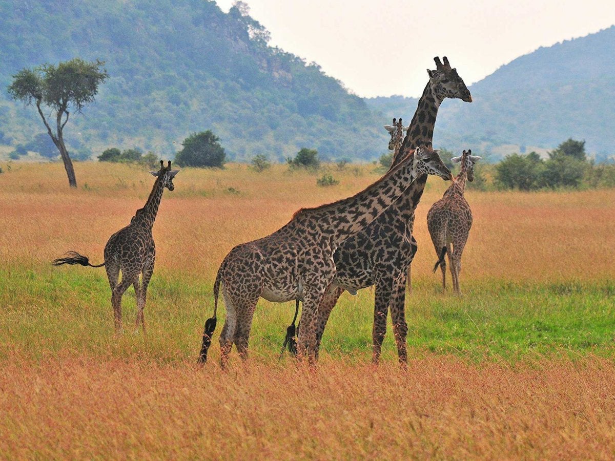 Giraffes will be given extra protections