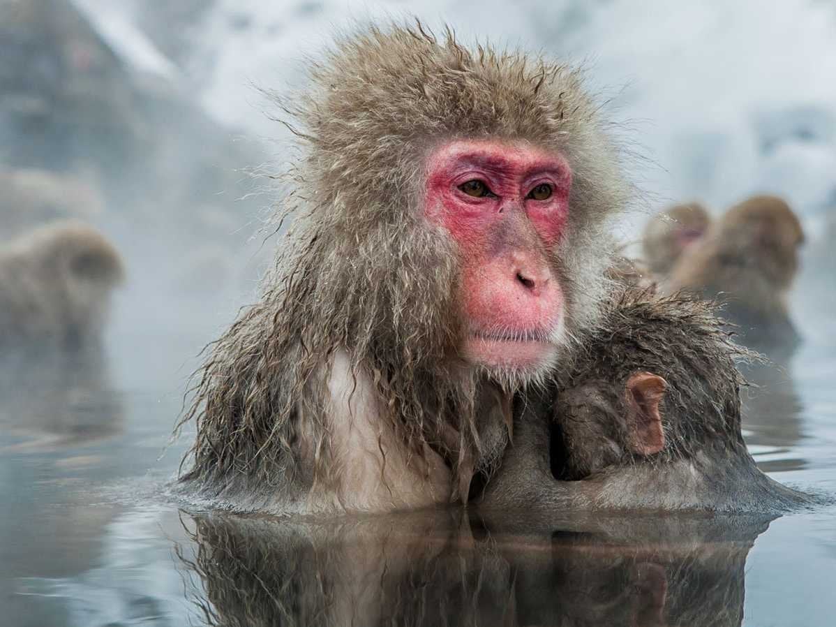 Japanese snow monkeys in a hot spring