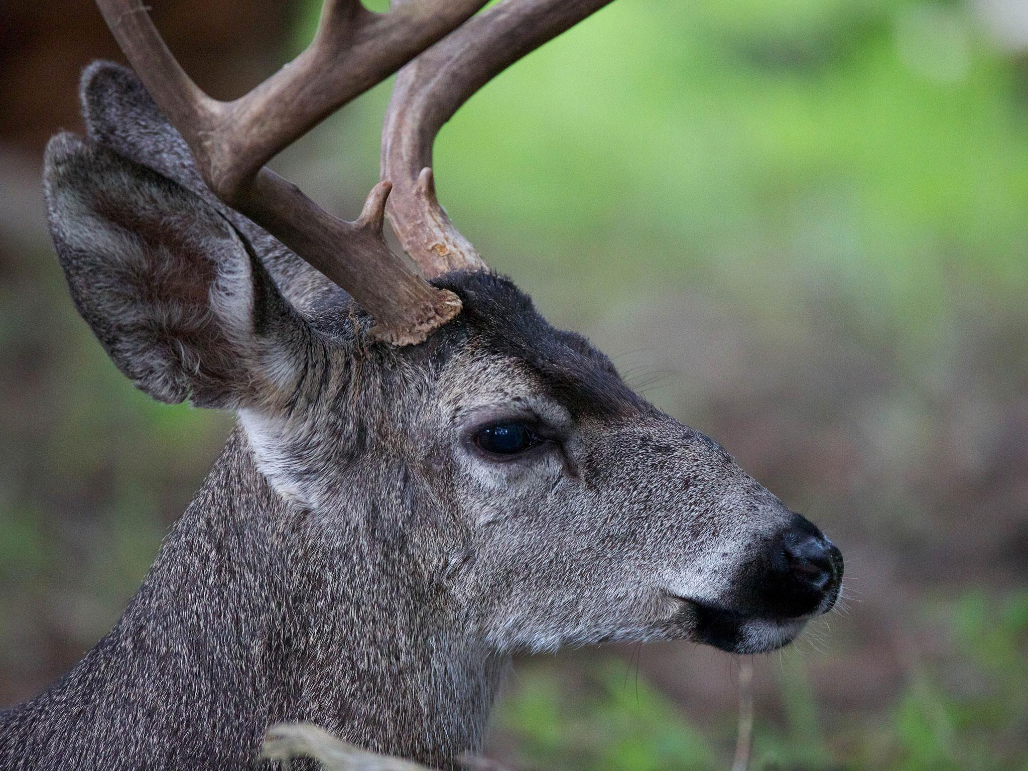 A white tailed deer