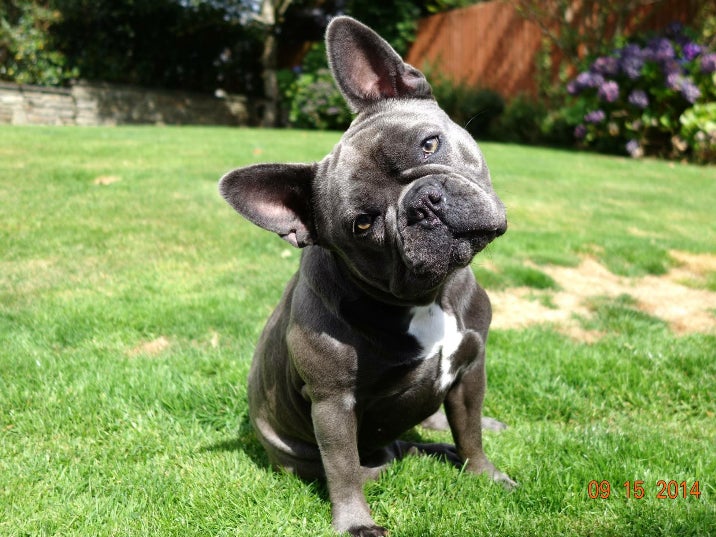 Mya, the French bulldog who has been taken ill after eating Lidl gravy