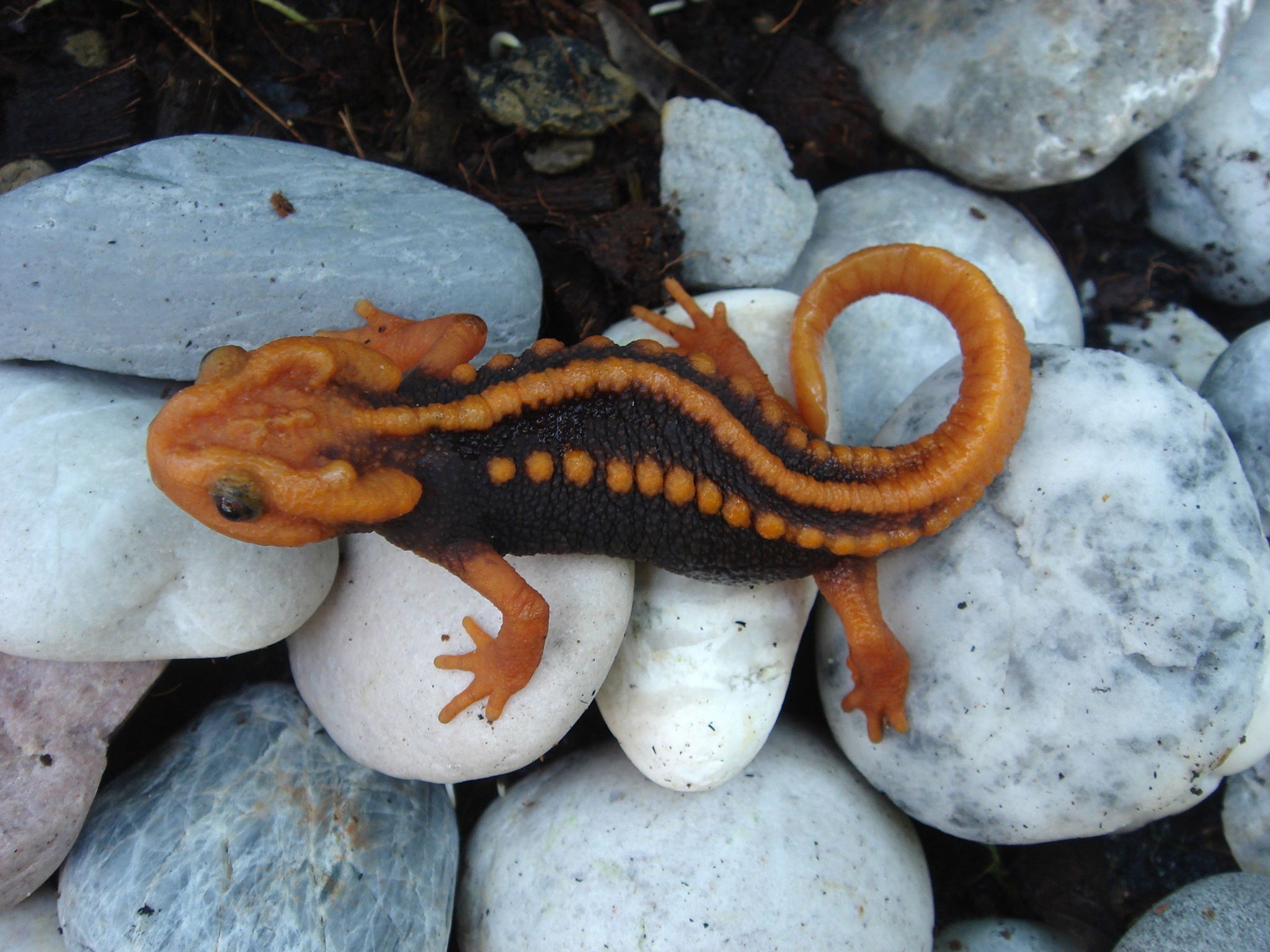 A new species of newt called the tylototriton anguliceps in Chiang Rai, Thailand