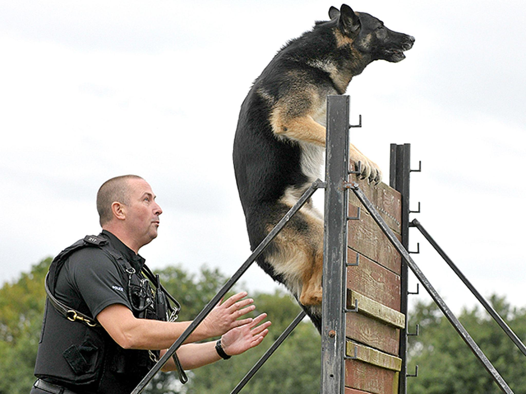 Kane and his handler PC Graham Ashby