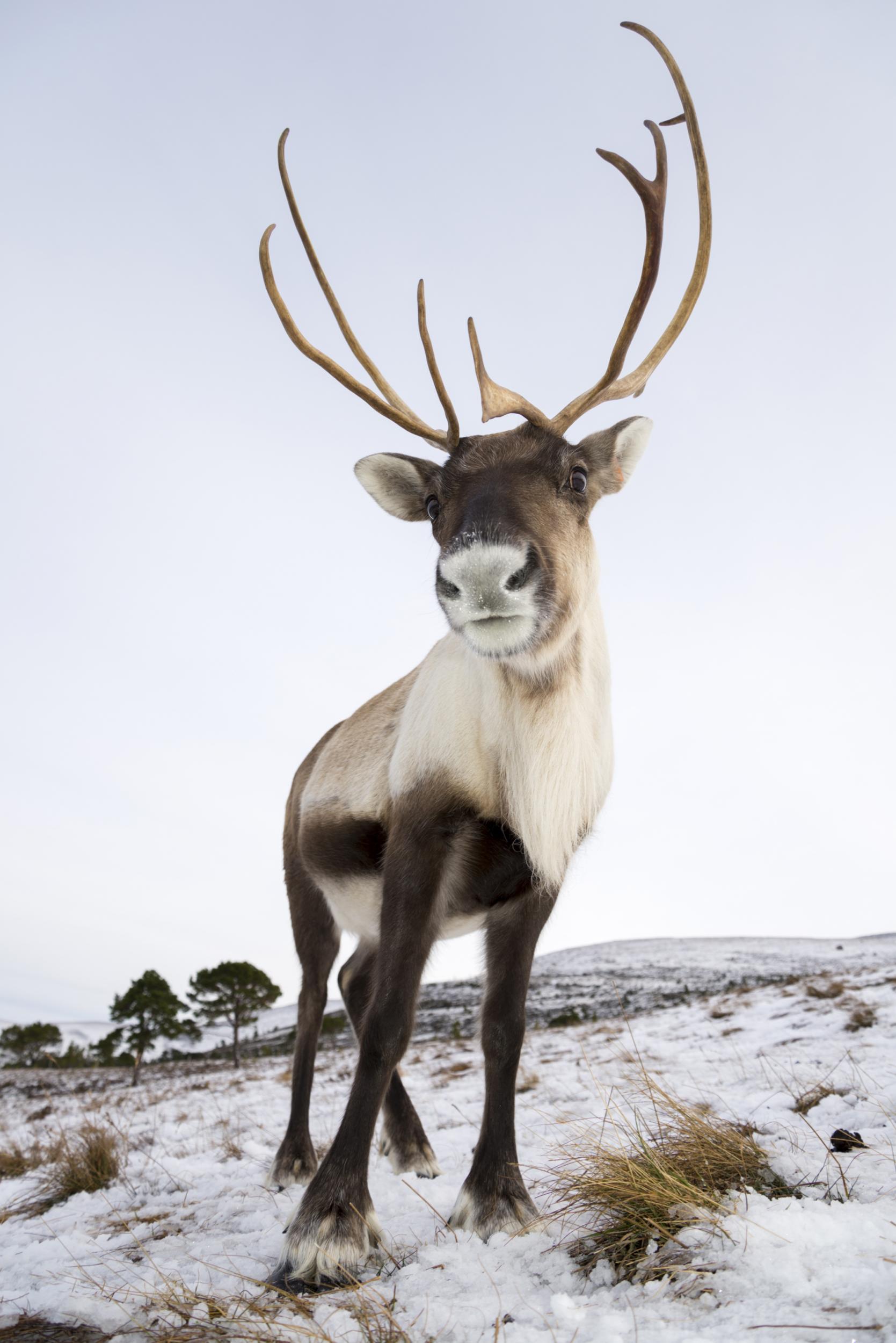 Reindeer in the Cairngorms