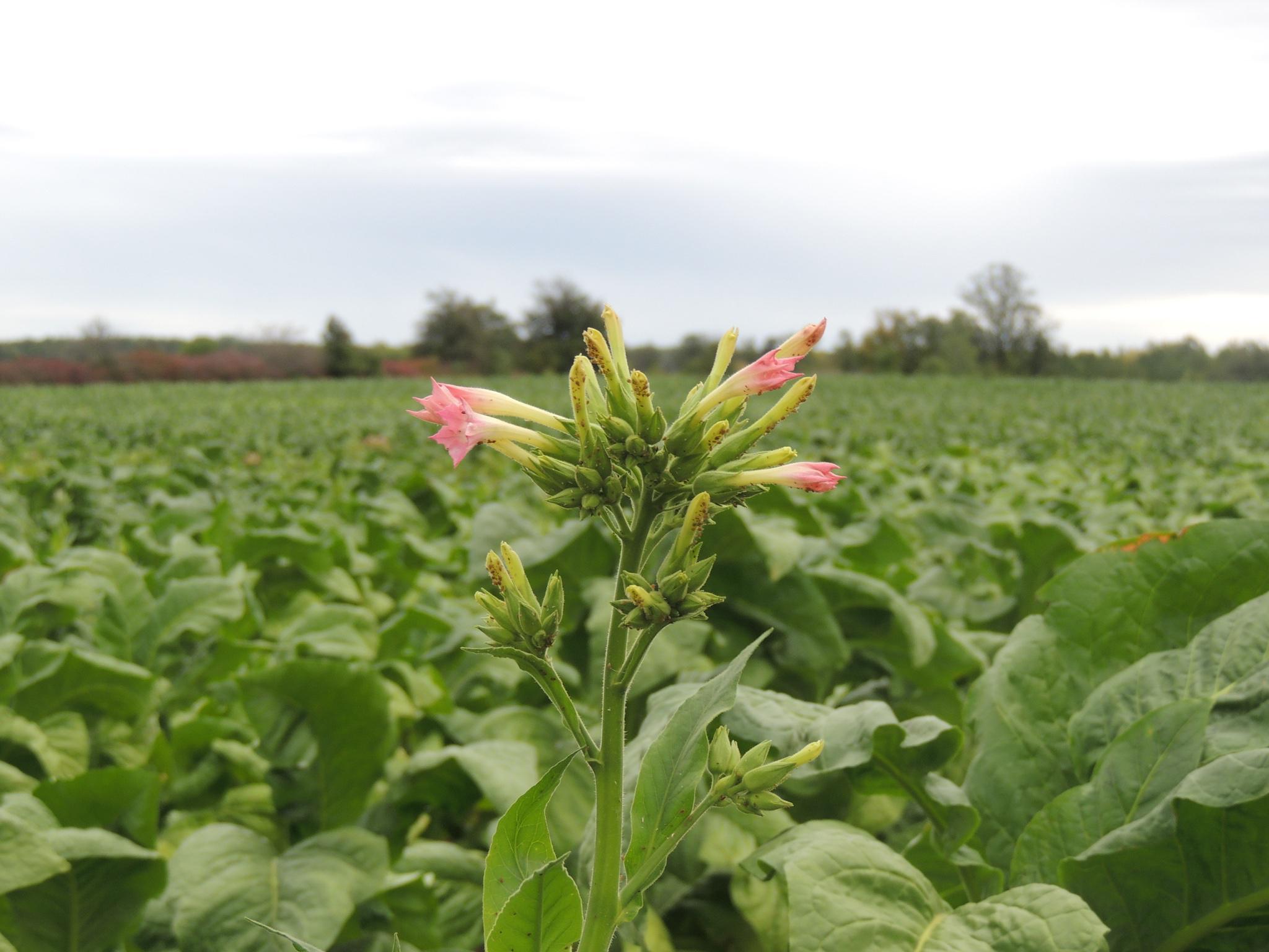 Tobacco grown in south-western Ontario is brought up by native Canadian cigarette manufacturers, theoretically for sale exclusively to ‘natives’ but often sold illegally