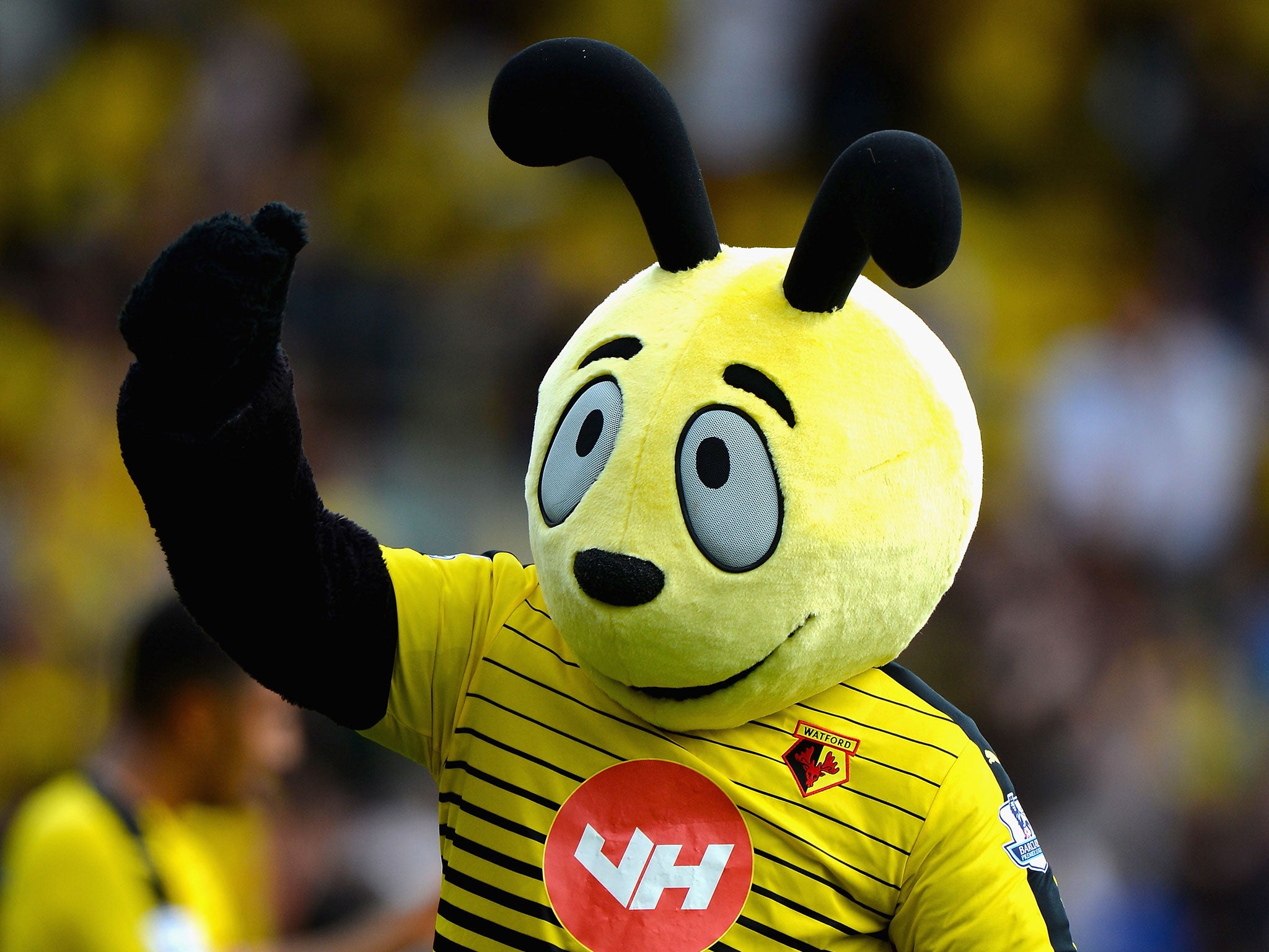 'Harry the Hornet' dived in front of Zaha after the final whistle