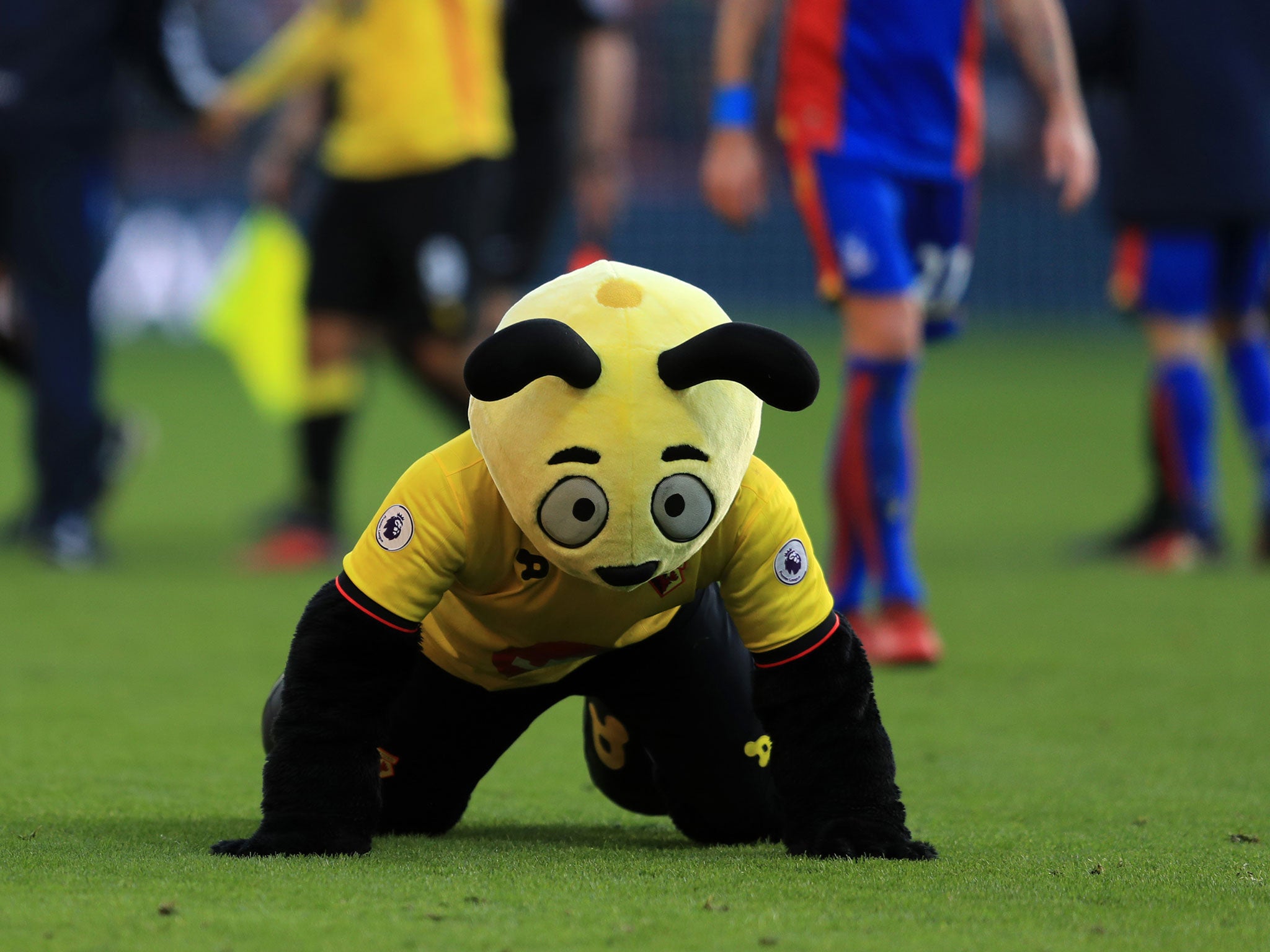 Watford mascot Harry The Hornet has been caught up in the Wilfried Zaha diving row