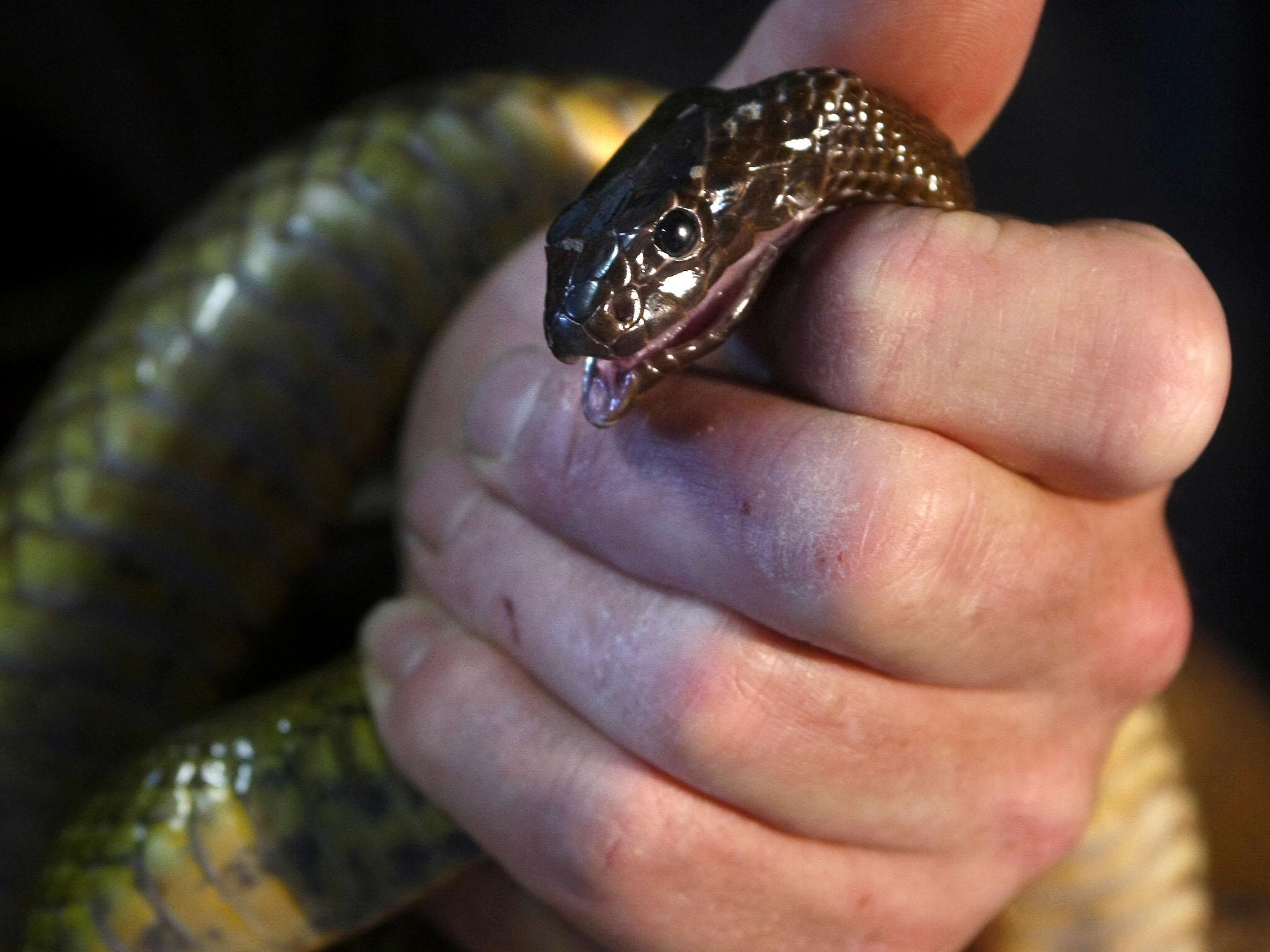 Taipans are the sixth deadliest snakes in the world and can kill a human in half an hour (file photo)