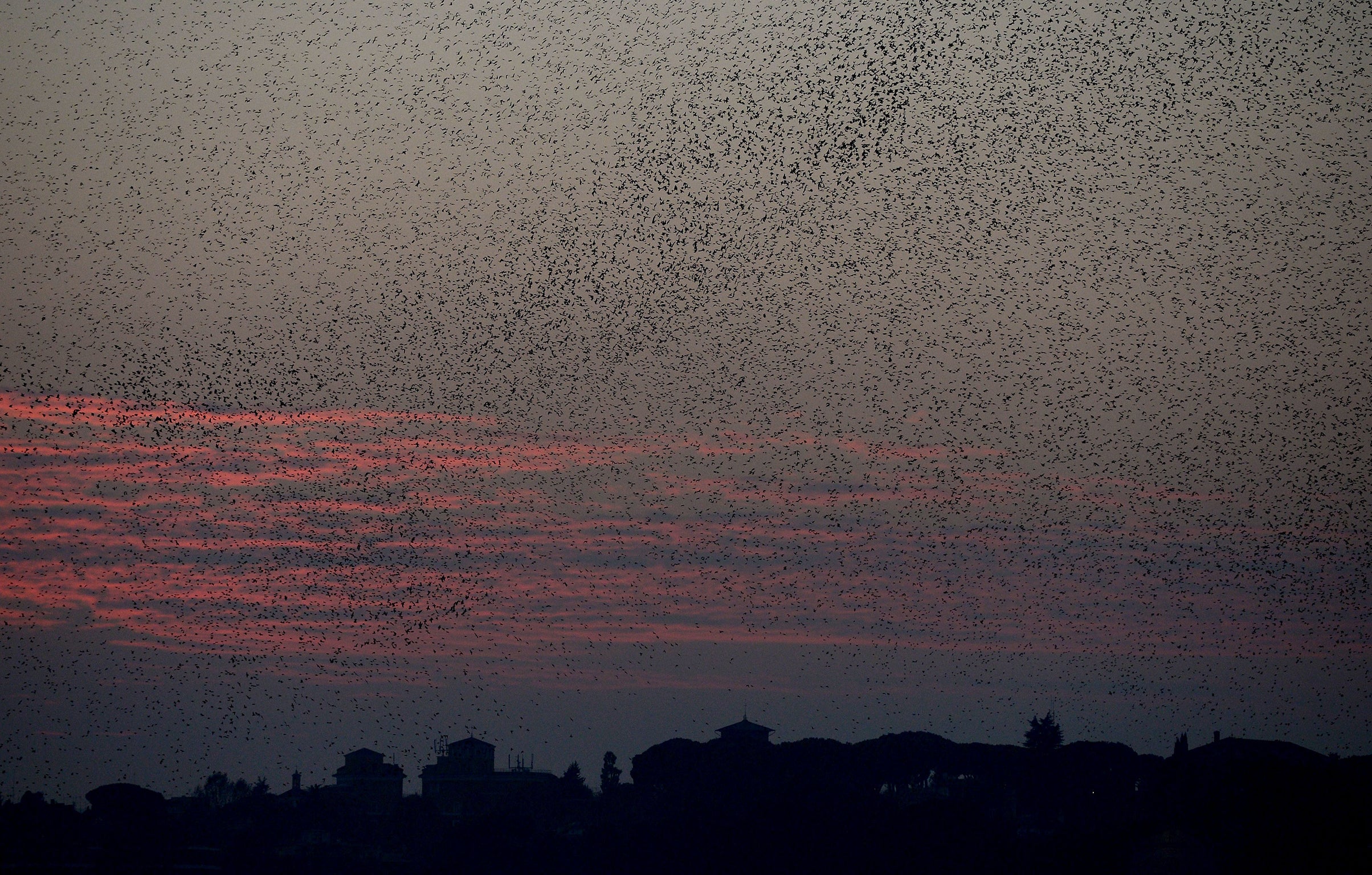 Starlings migrating from northern Europe fly in the sky above Rome