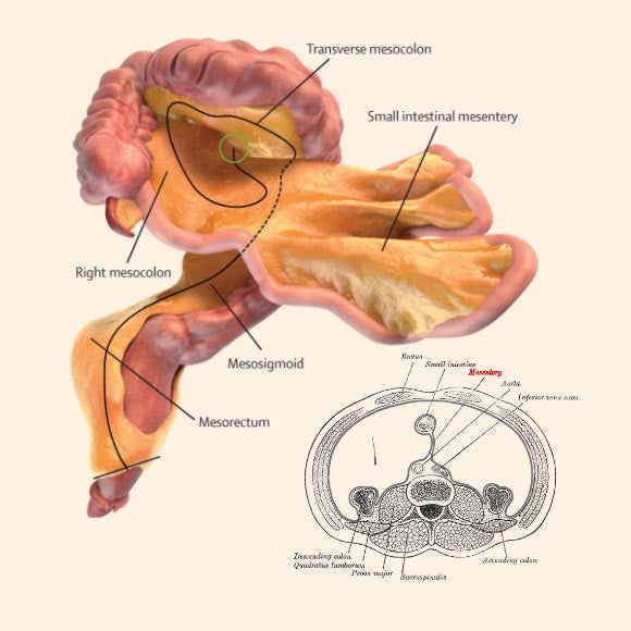 A digital representation of the mesentery and small and large intestines