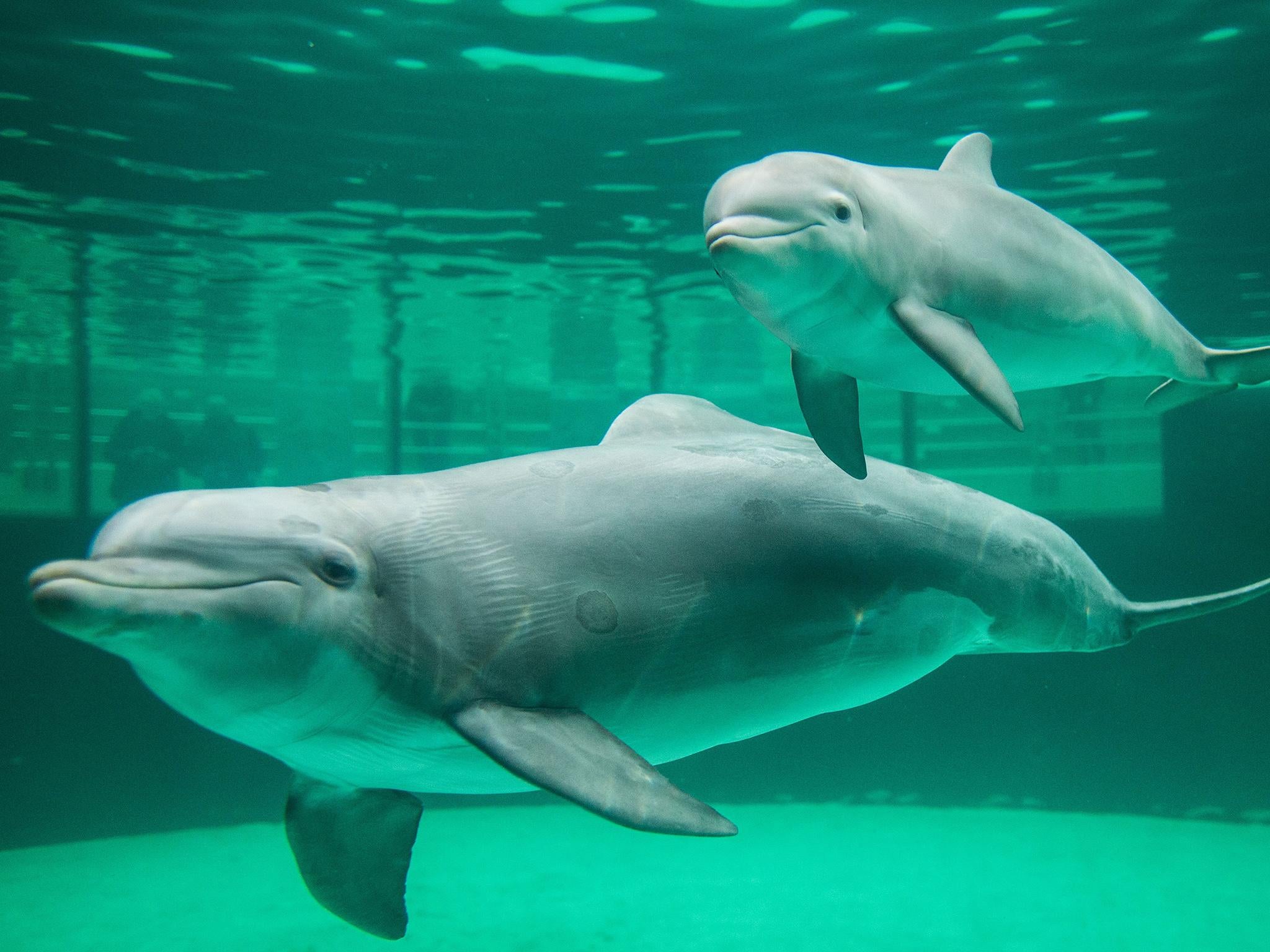 Tourists can touch and swim with the animals at DolphinBase in Taiji (file photo)