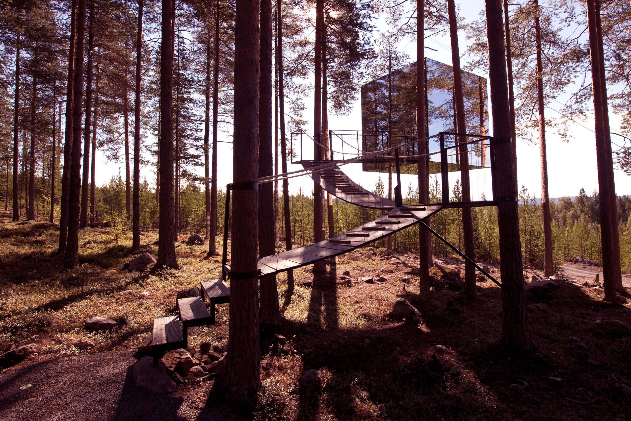 Treehotel is the ideal place for parents to bring their bald eagle chicks