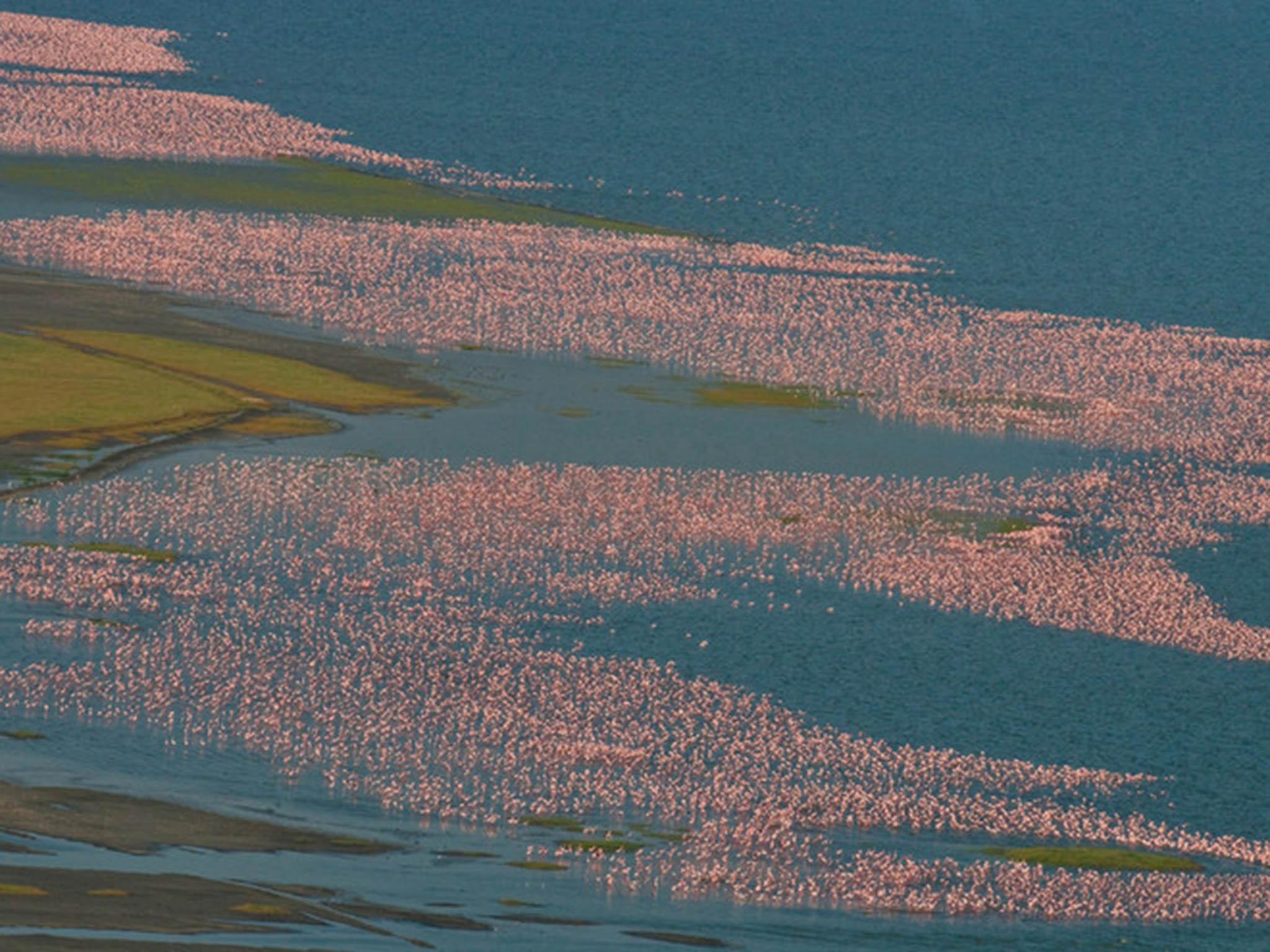 Feeding time on Lake Boringa